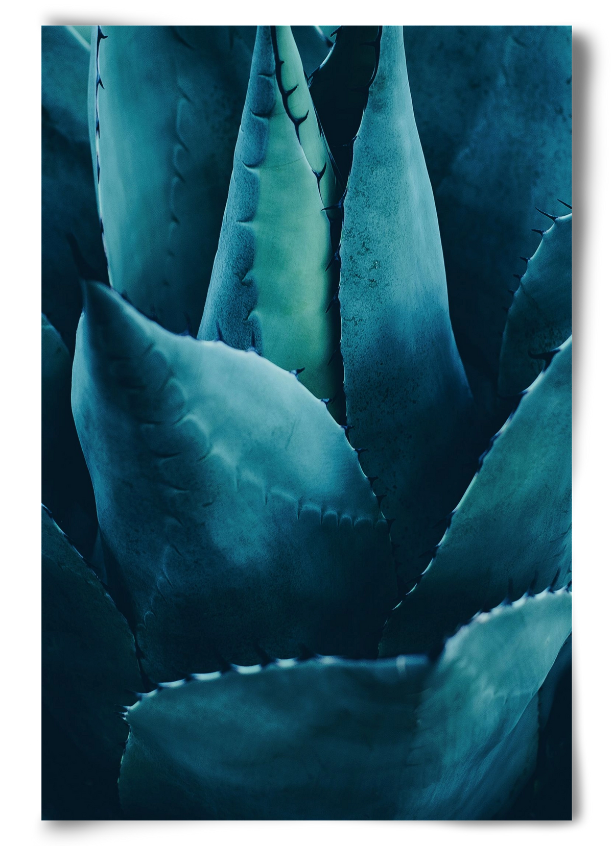 Cactus no. 4, 60x90 cm, Keret nélkül