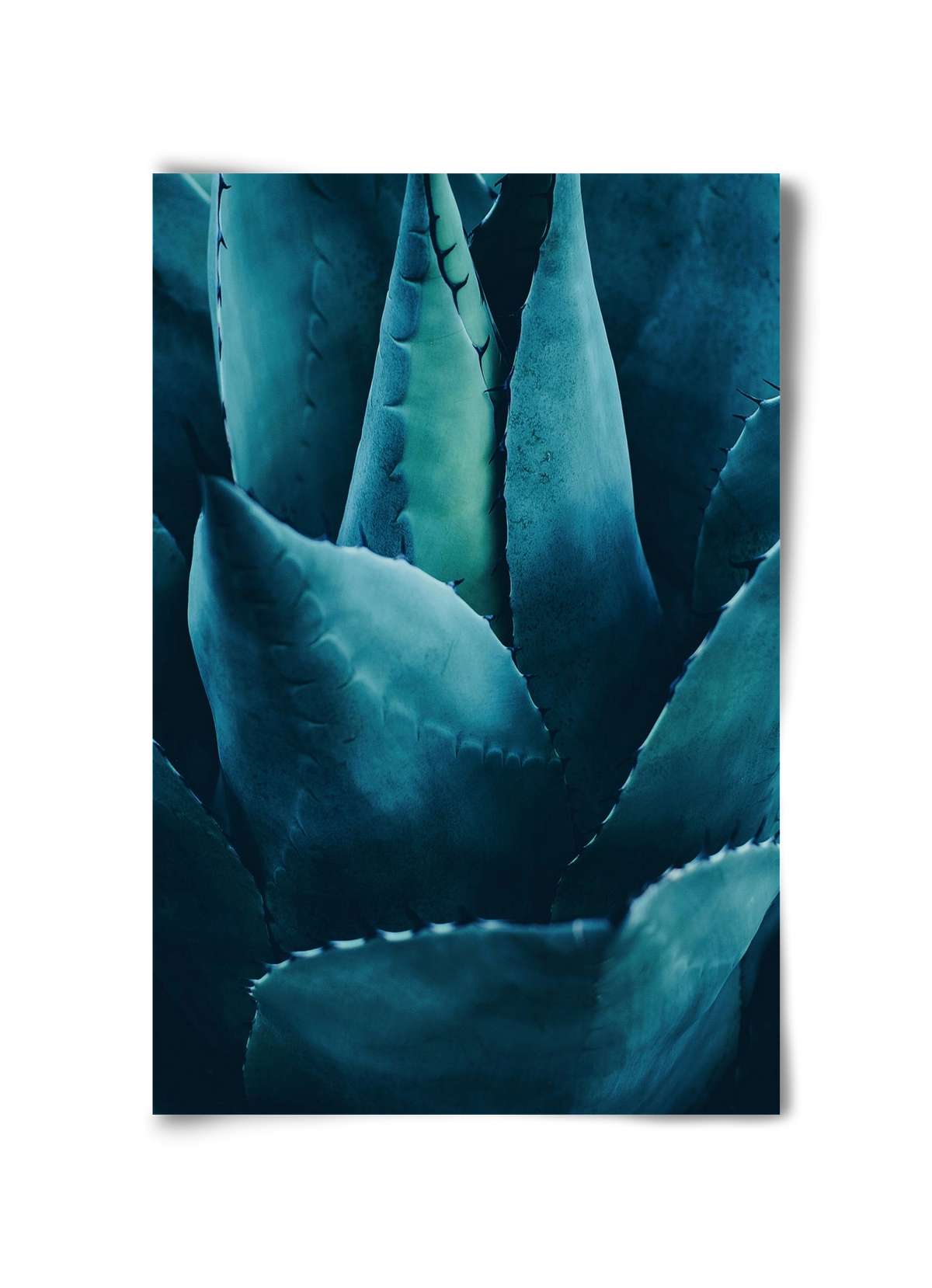 Cactus no. 4, 30x45 cm, Keret nélkül