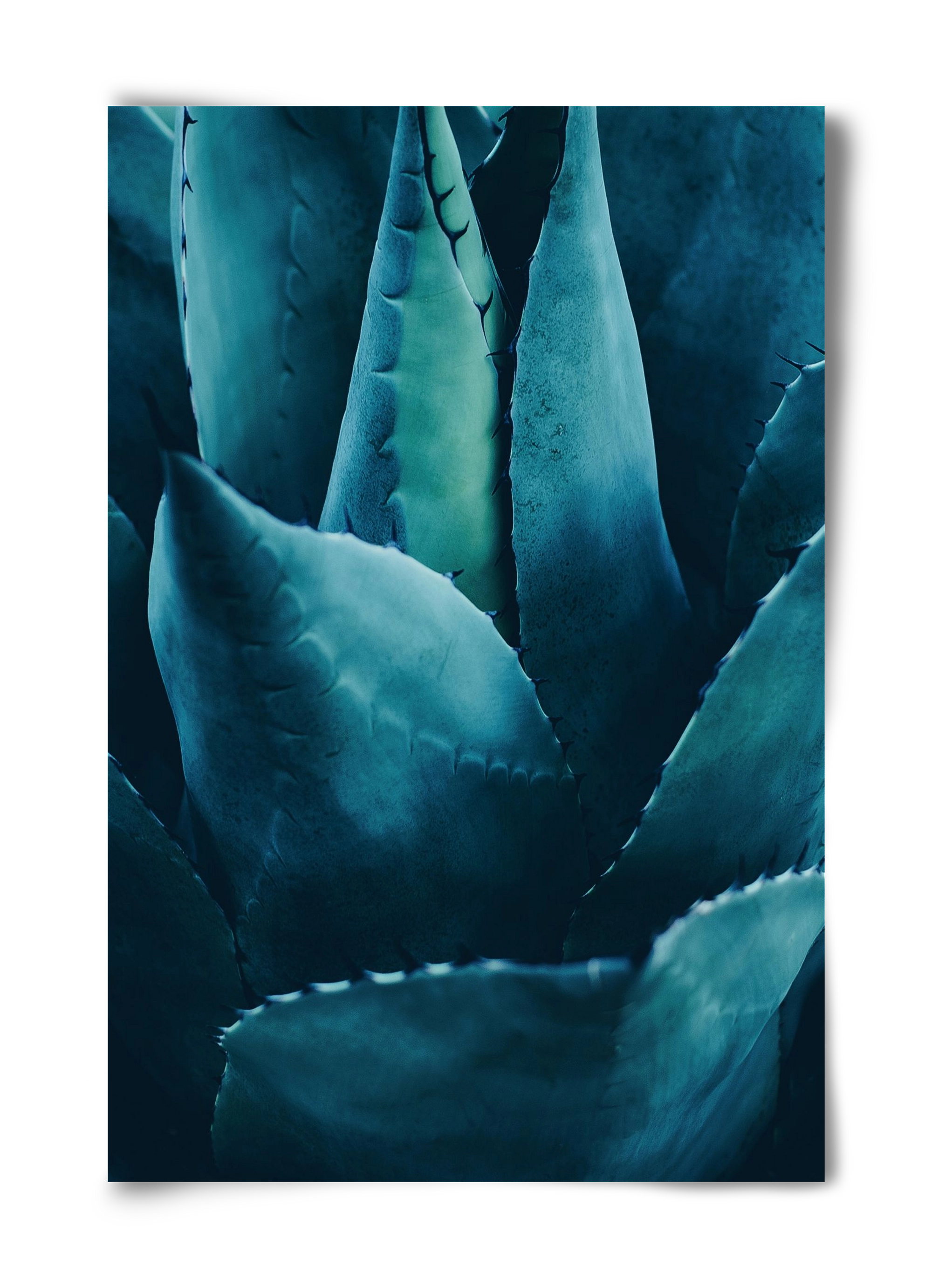 Cactus no. 4, 40x60 cm, Keret nélkül