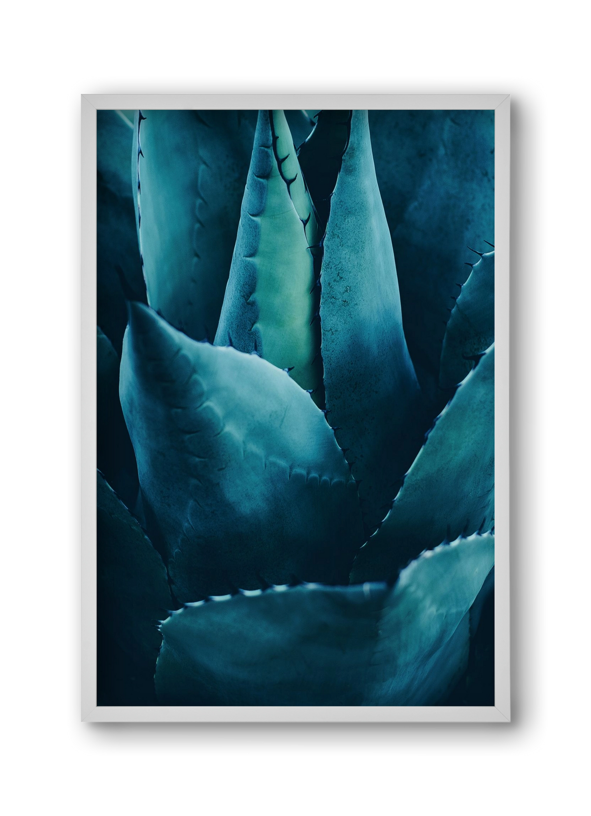 Cactus no. 4, 30x45 cm (30x45 cm), Fehér keret