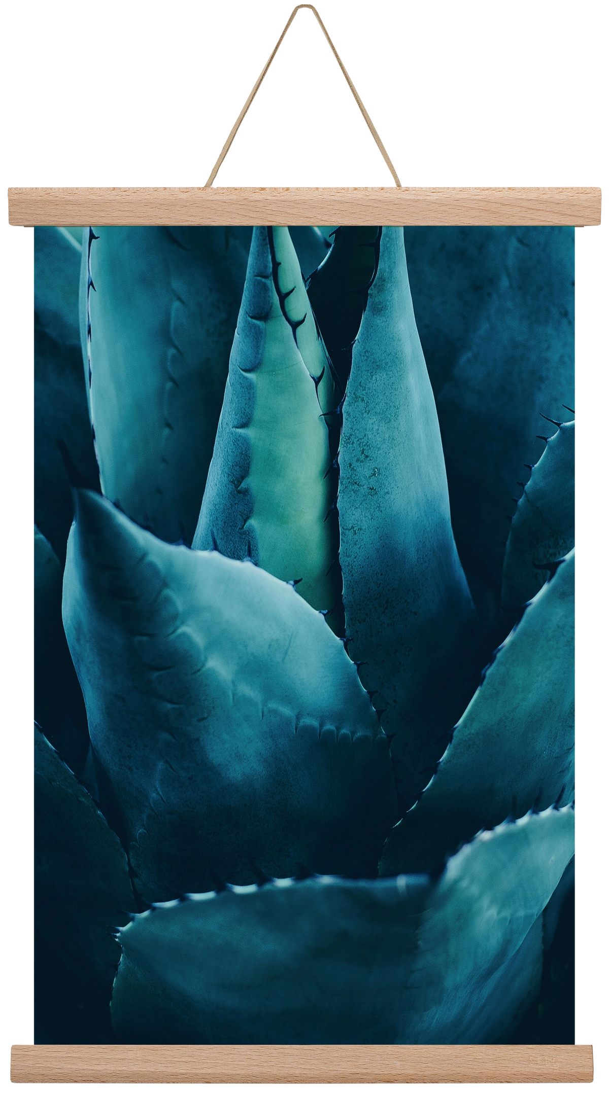 Cactus no. 4, 30x45 cm (30x45 cm), Tölgy akasztó