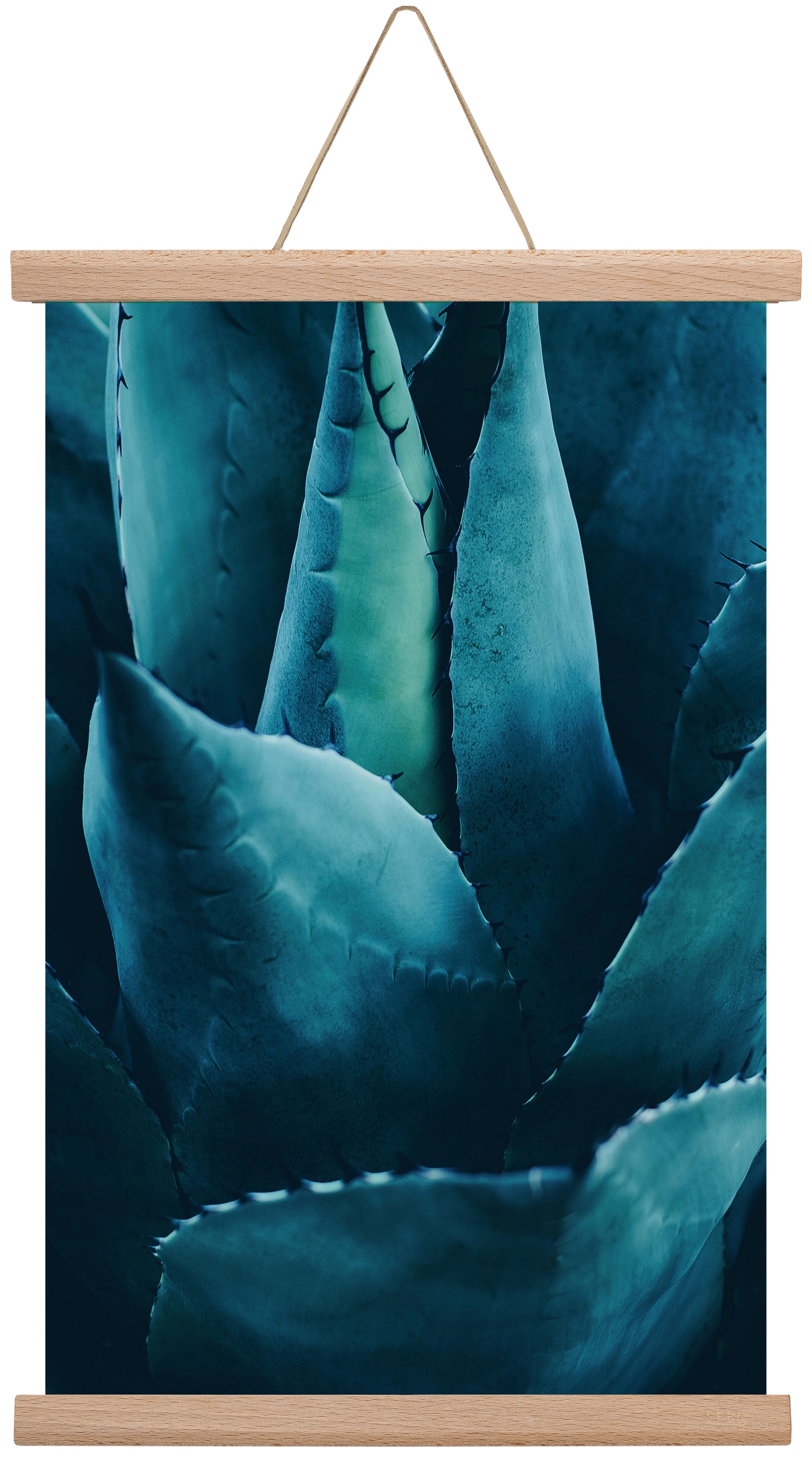 Cactus no. 4, 30x45 cm (30x45 cm), Tölgy akasztó