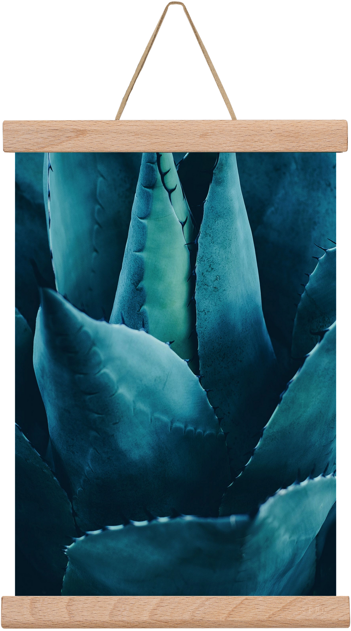 Cactus no. 4, 20x30 cm (20x30 cm), Tölgy akasztó