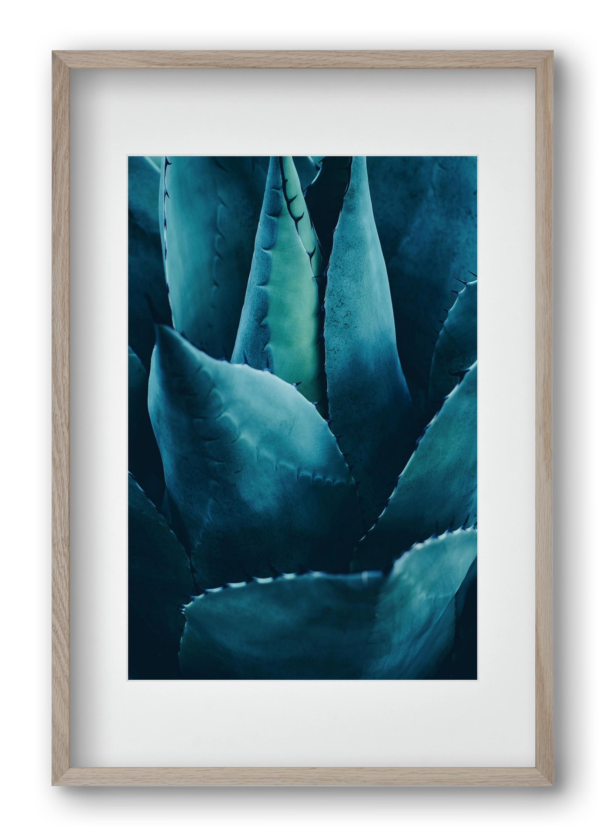 Cactus no. 4, 40x60 cm (30x45 cm), Tölgy keret, paszpartuval