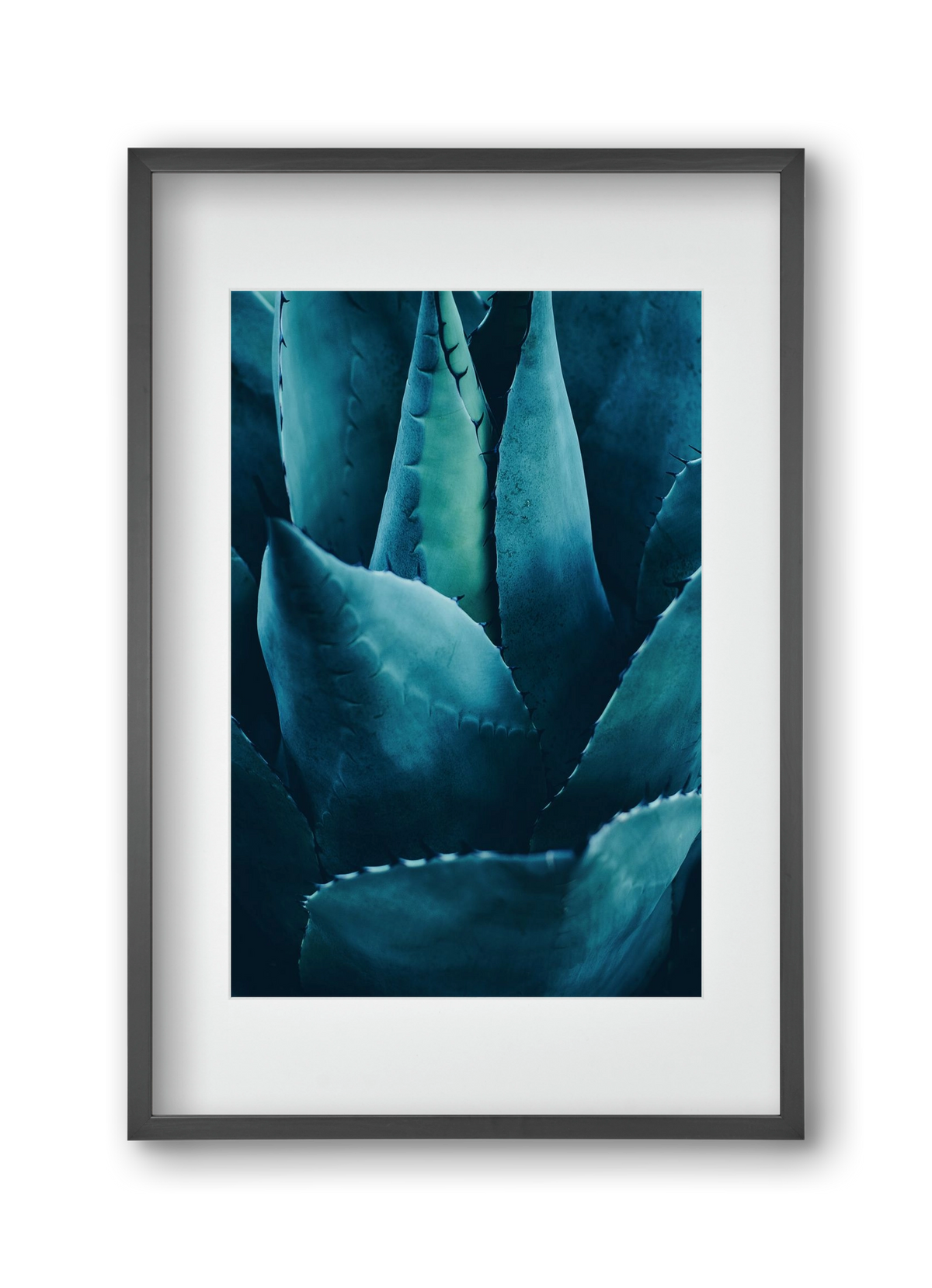 Cactus no. 4, 30x45 cm (20x30 cm), Fekete keret, paszpartuval