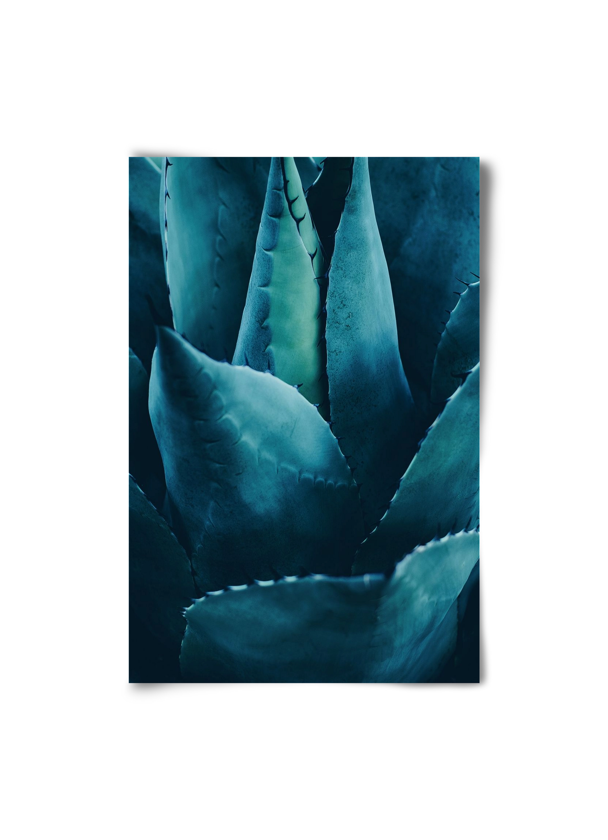 Cactus no. 4, 20x30 cm, Keret nélkül