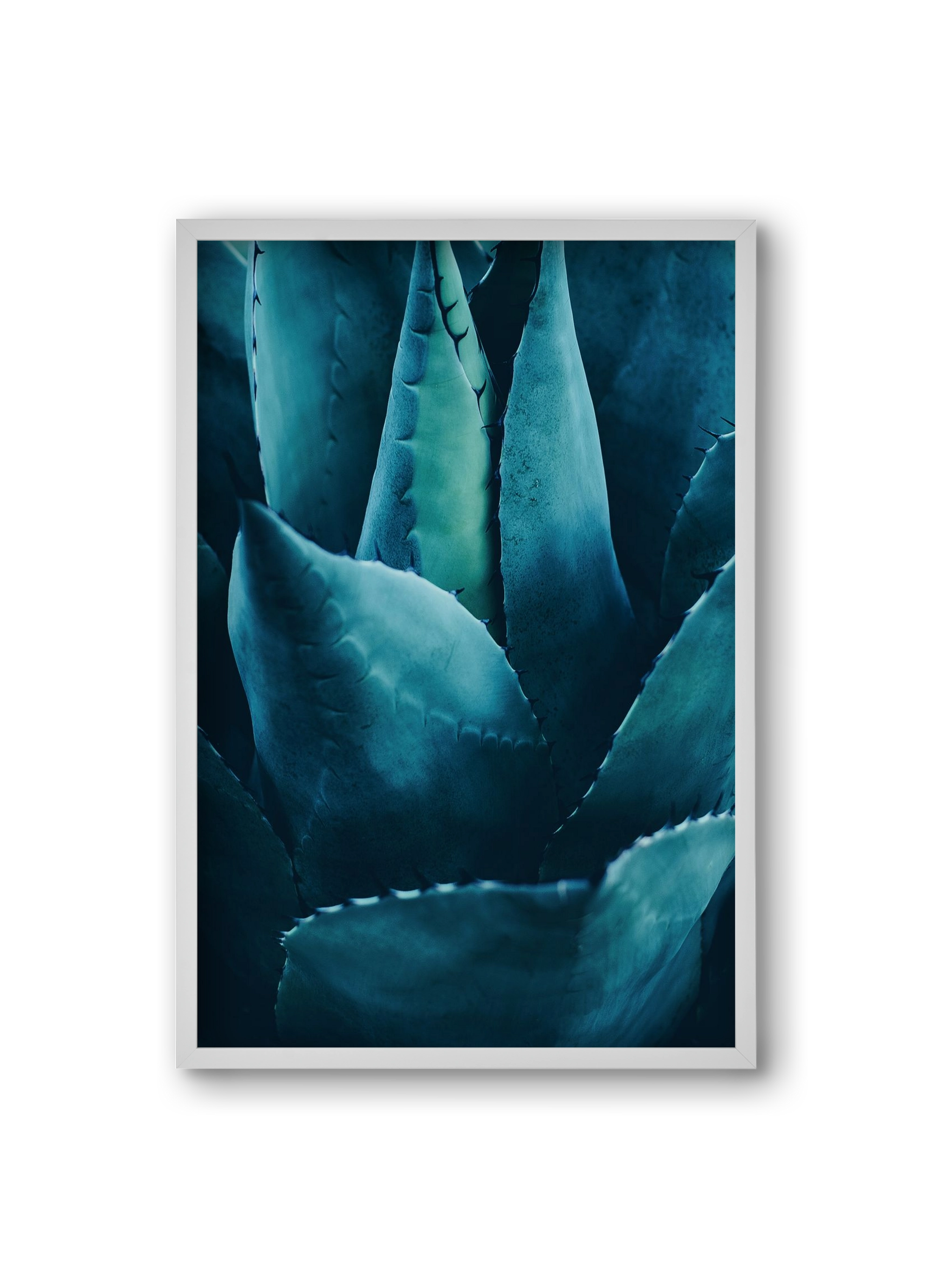 Cactus no. 4, 20x30 cm (20x30 cm), Fehér keret