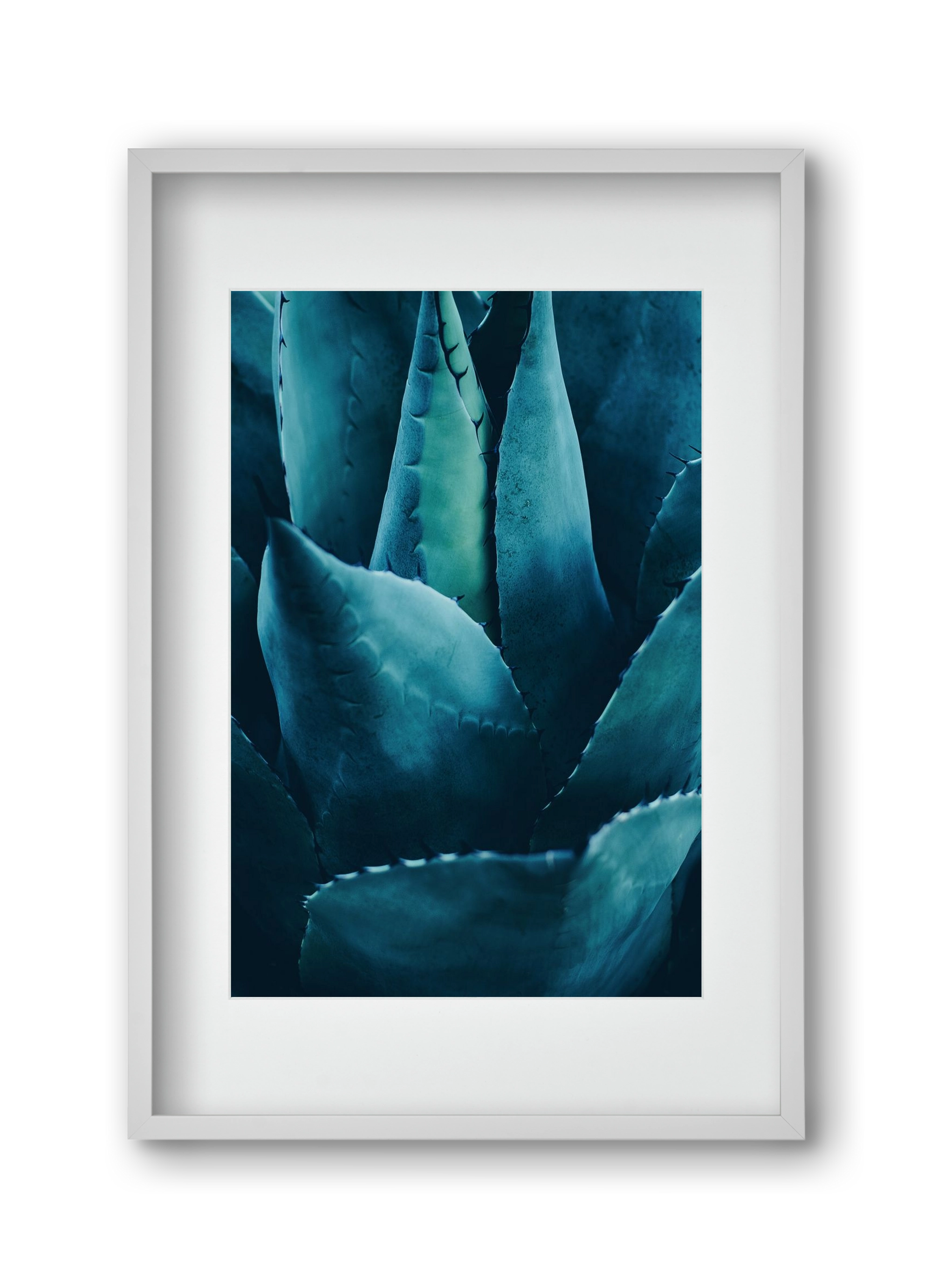 Cactus no. 4, 30x45 cm (20x30 cm), Fehér keret, paszpartuval