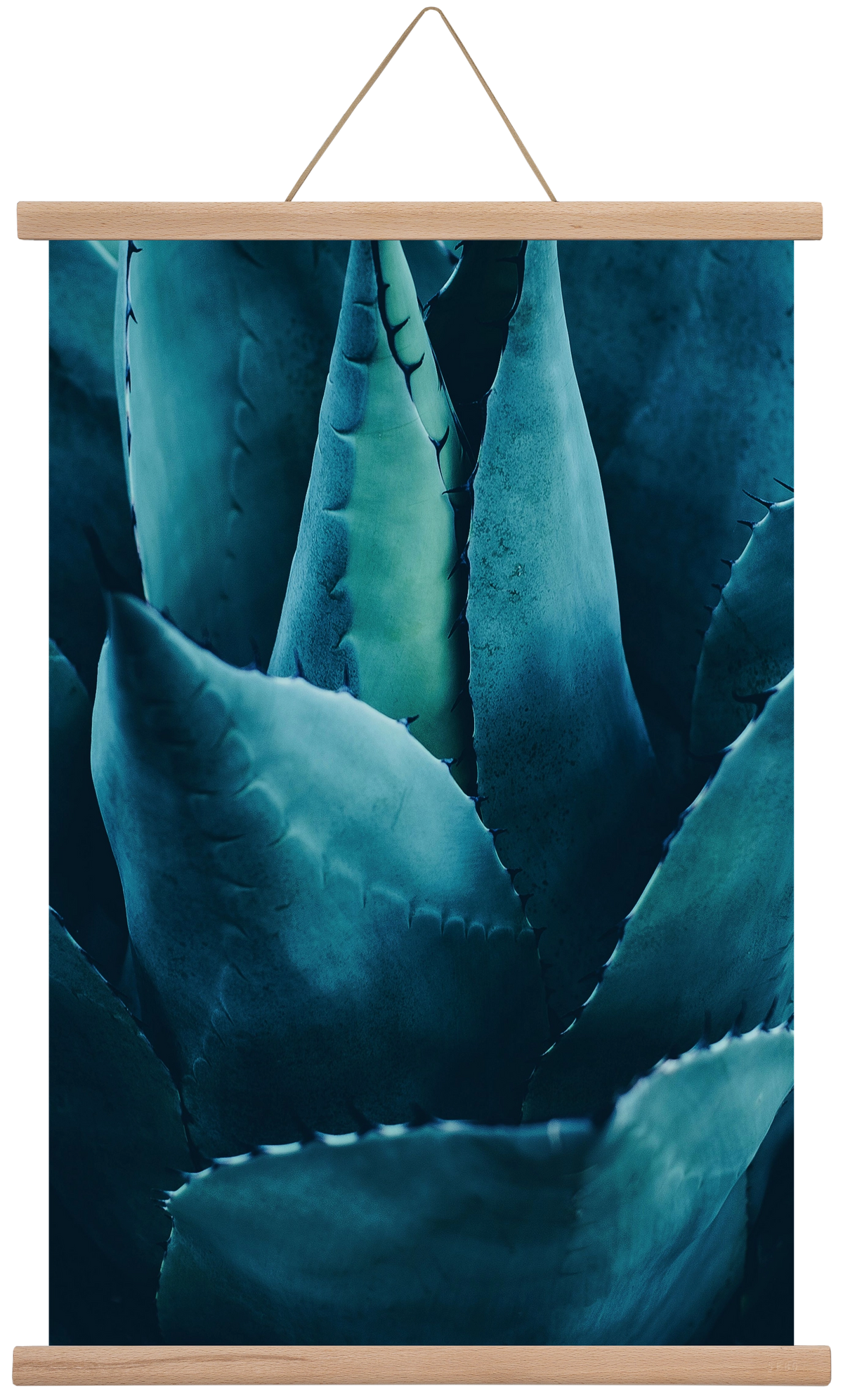 Cactus no. 4, 40x60 cm (40x60 cm), Tölgy akasztó