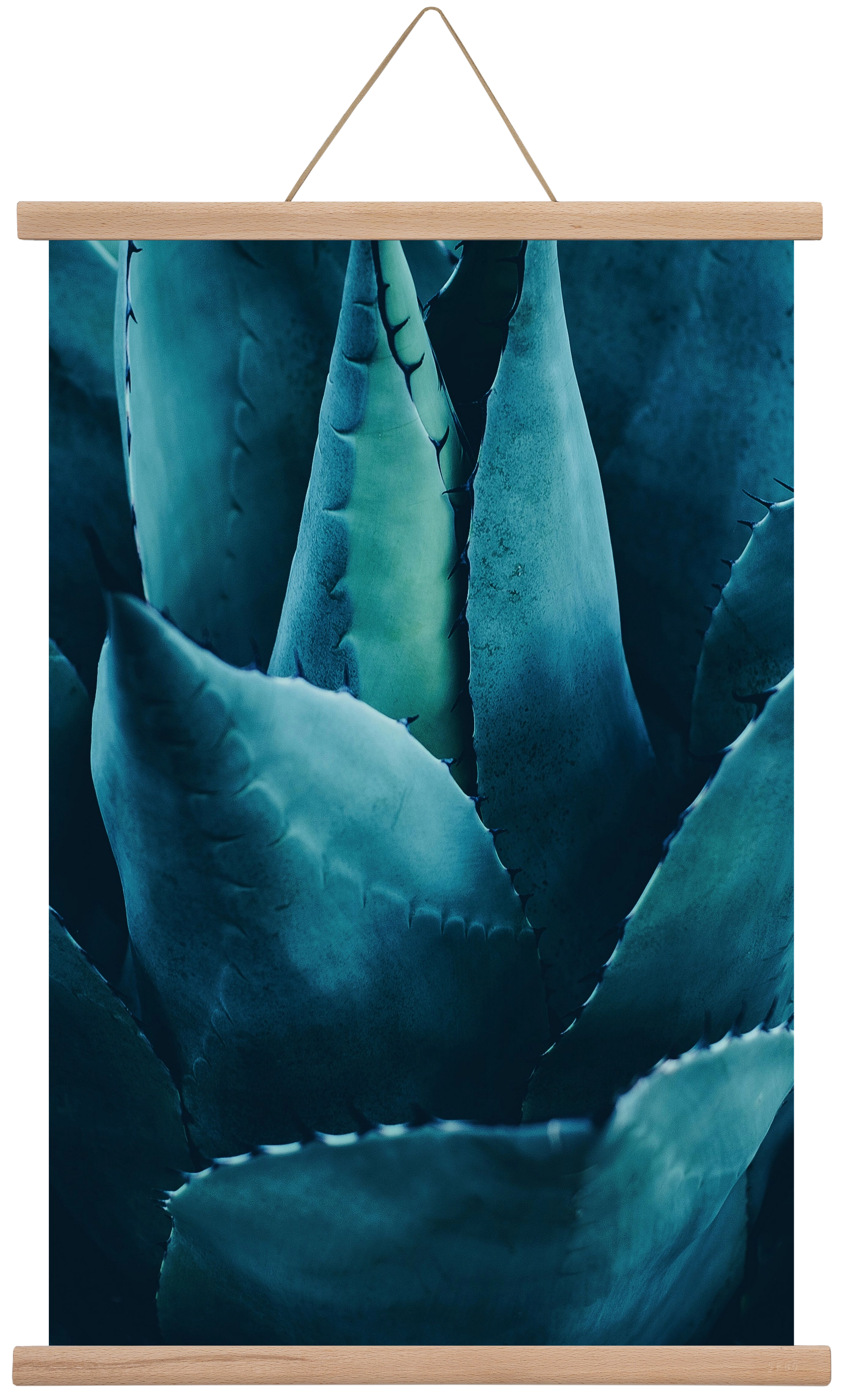 Cactus no. 4, 40x60 cm (40x60 cm), Tölgy akasztó