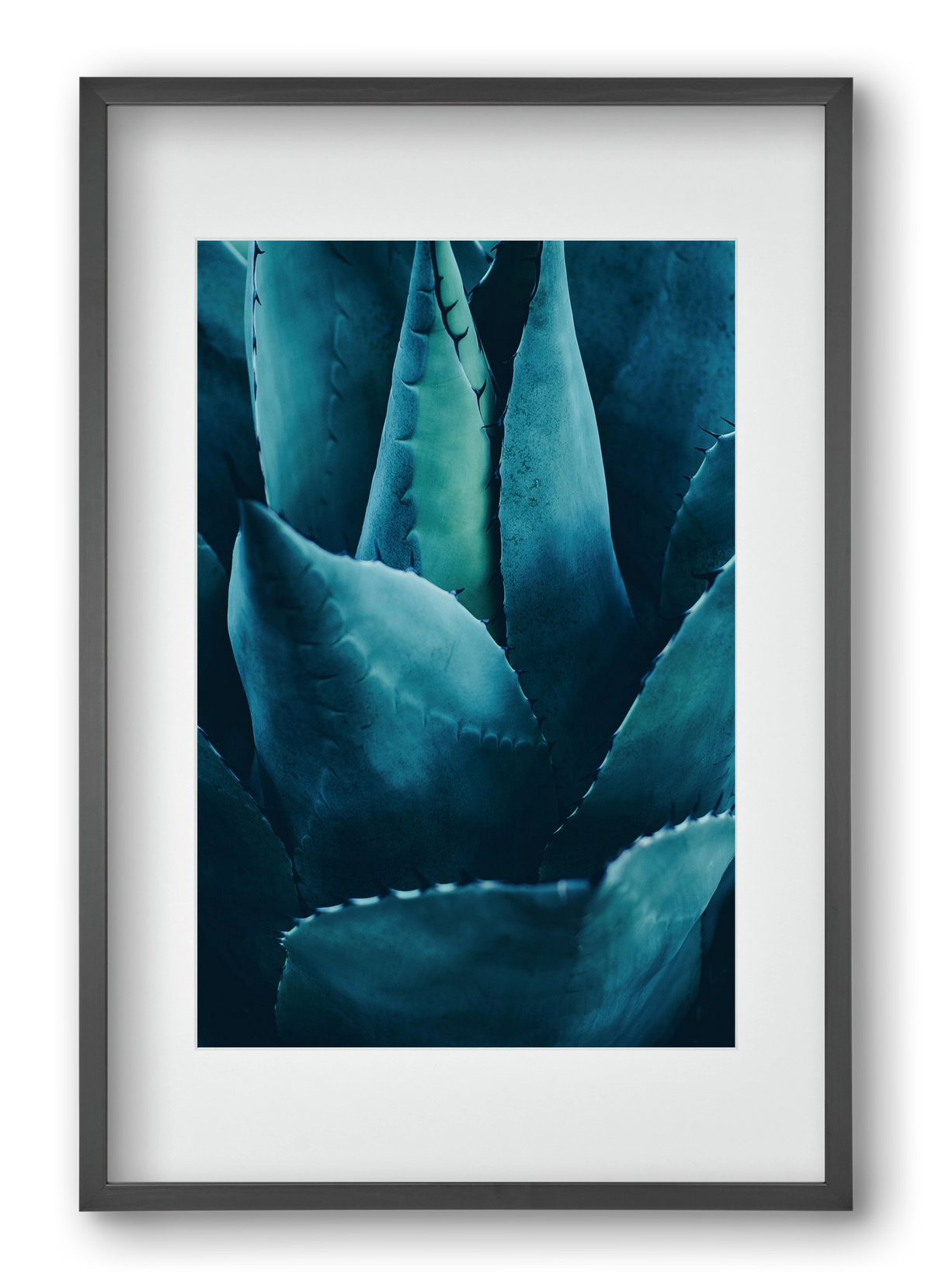 Cactus no. 4, 40x60 cm (30x45 cm), Fekete keret, paszpartuval