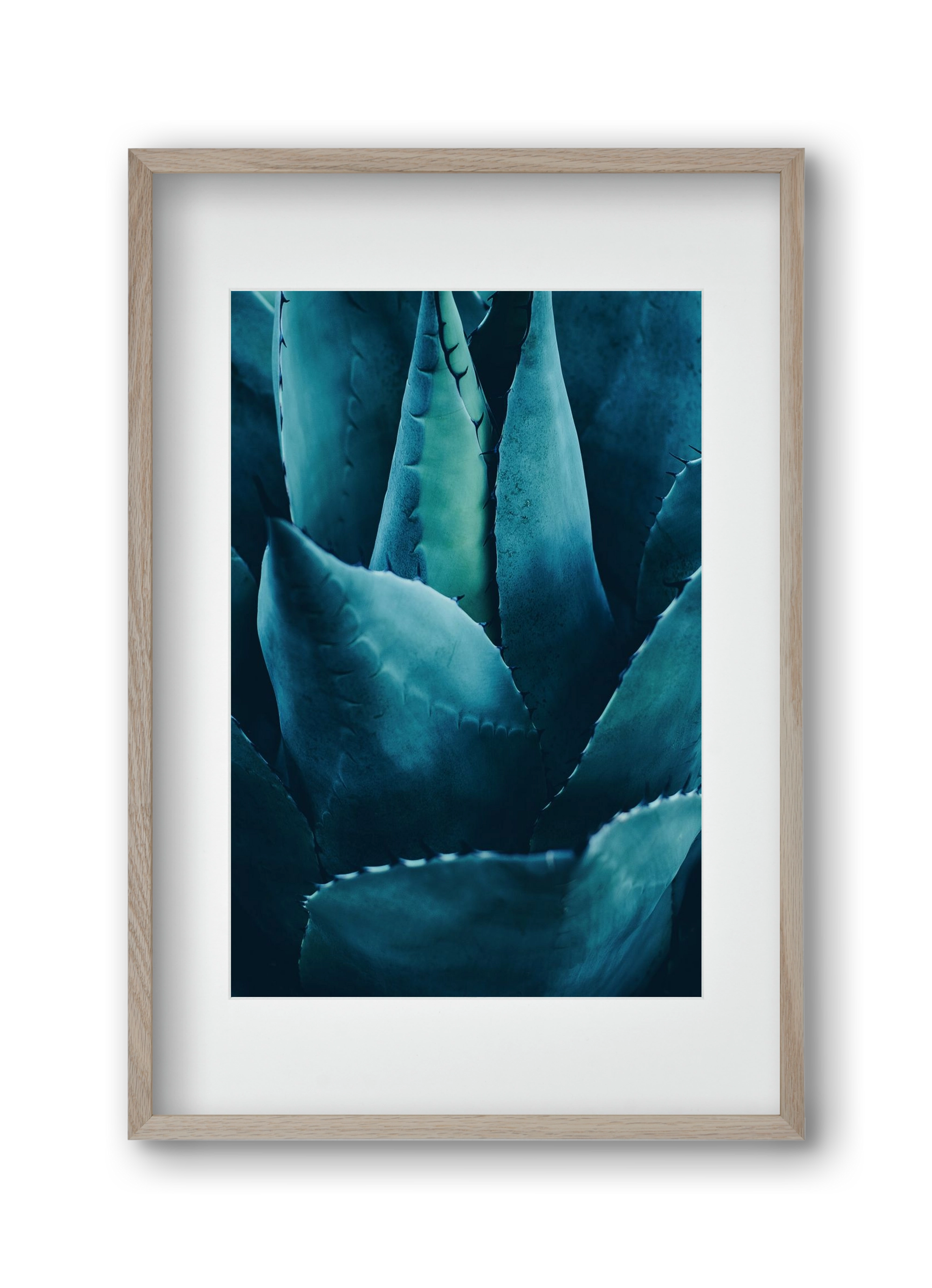 Cactus no. 4, 30x45 cm (20x30 cm), Tölgy keret, paszpartuval