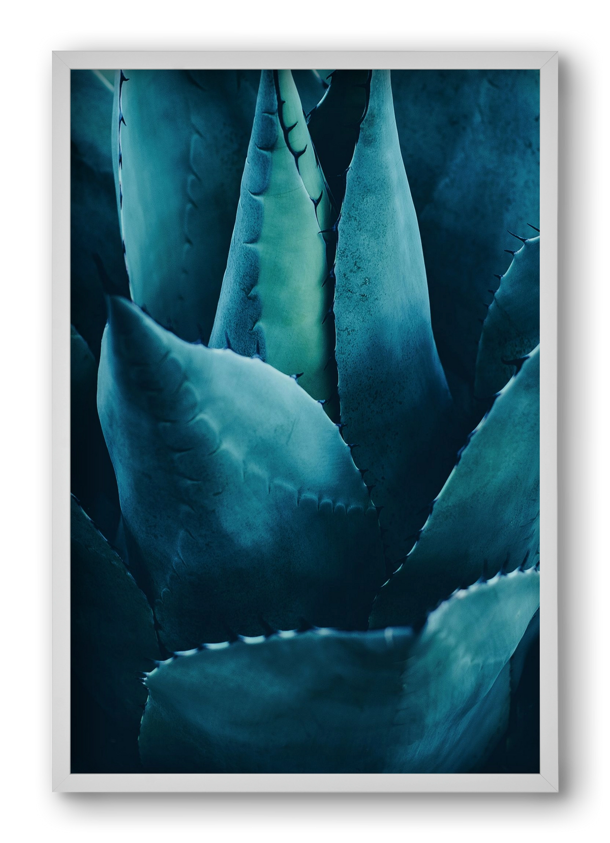 Cactus no. 4, 40x60 cm (40x60 cm), Fehér keret
