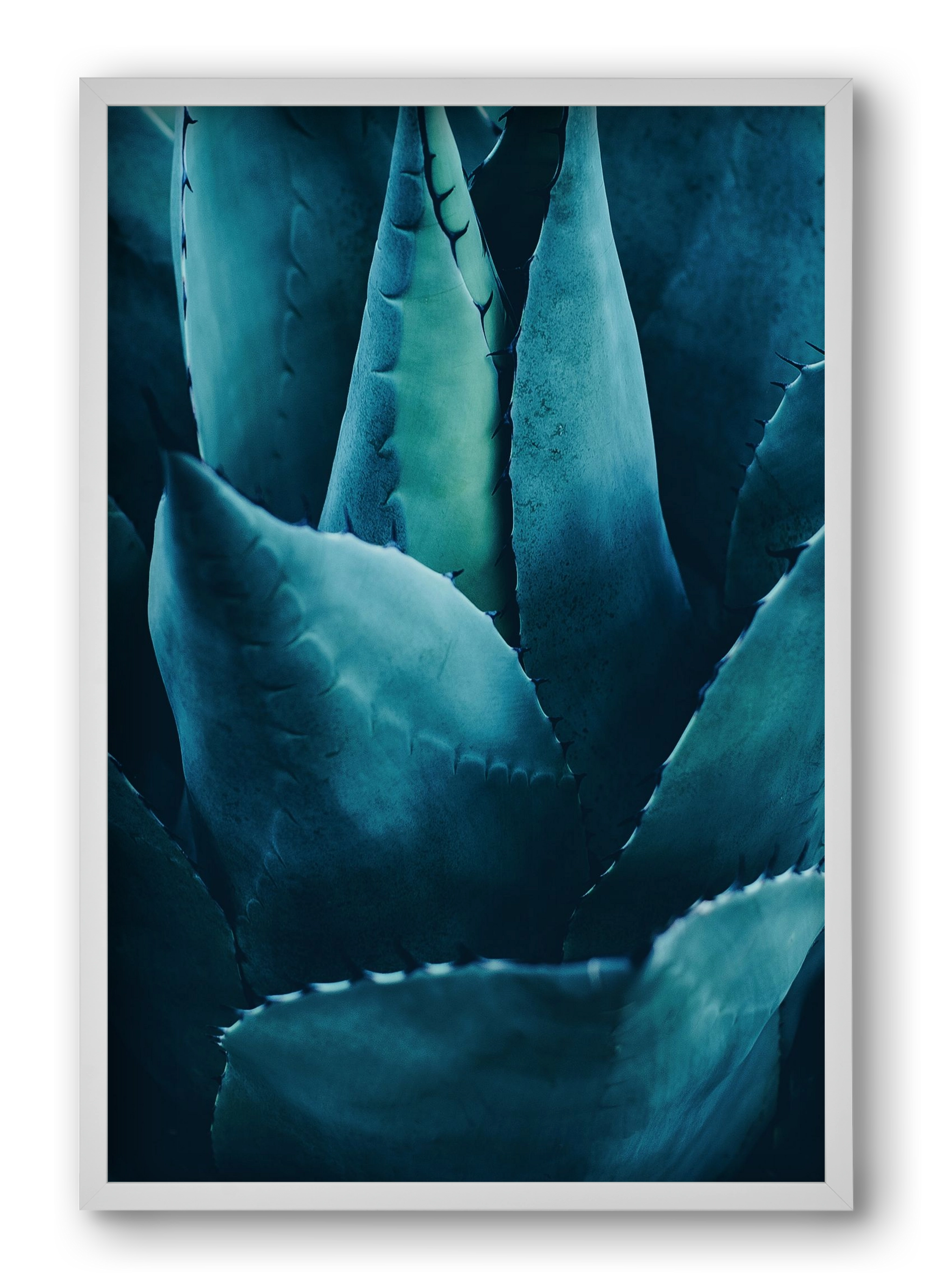 Cactus no. 4, 40x60 cm (40x60 cm), Fehér keret