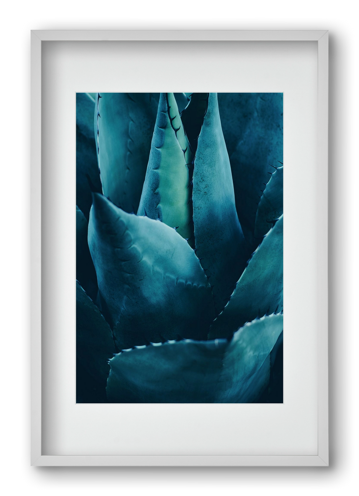 Cactus no. 4, 40x60 cm (30x45 cm), Fehér keret, paszpartuval