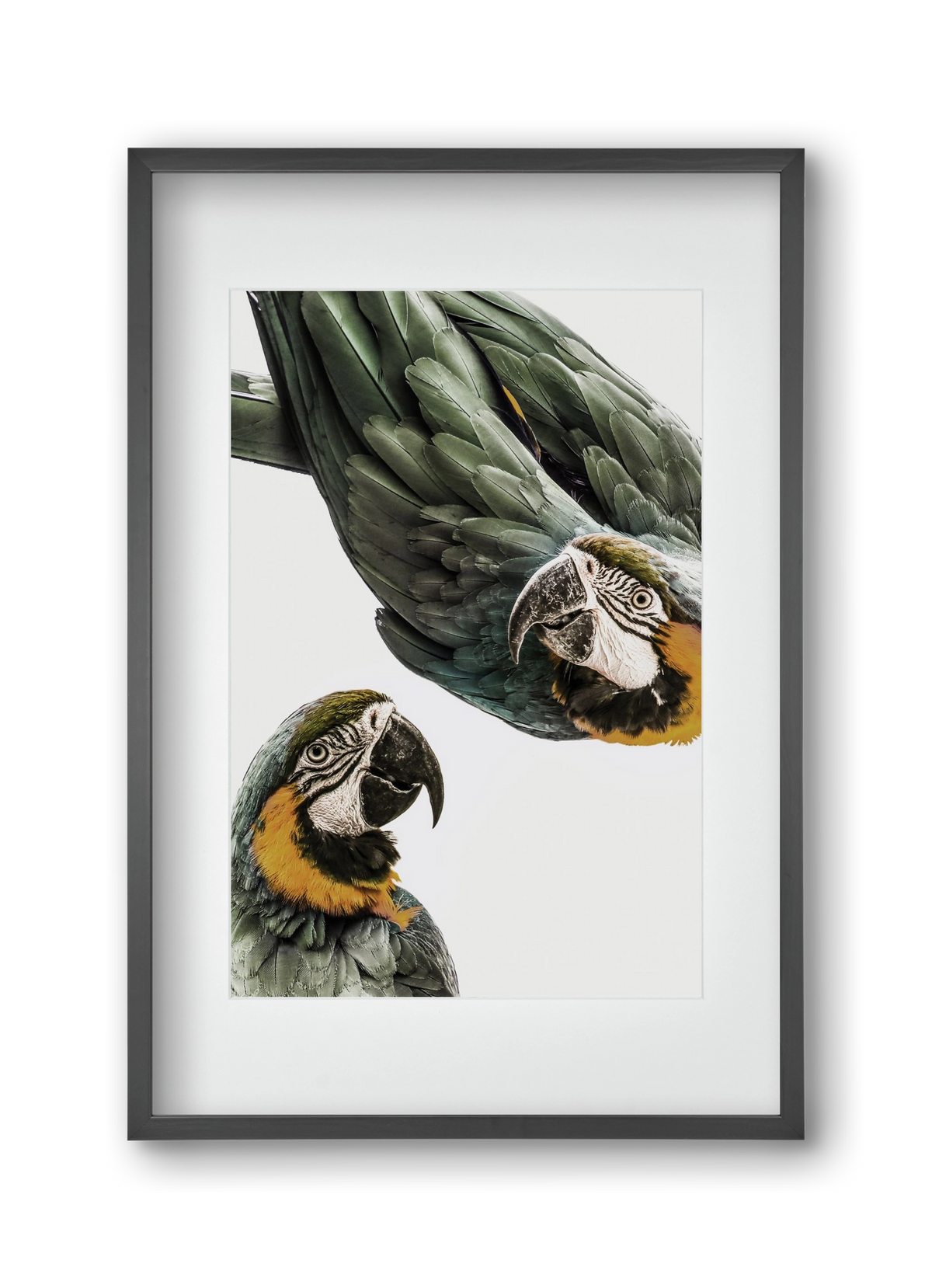 Amazonia, 30x45 cm (20x30 cm), Fekete keret, paszpartuval