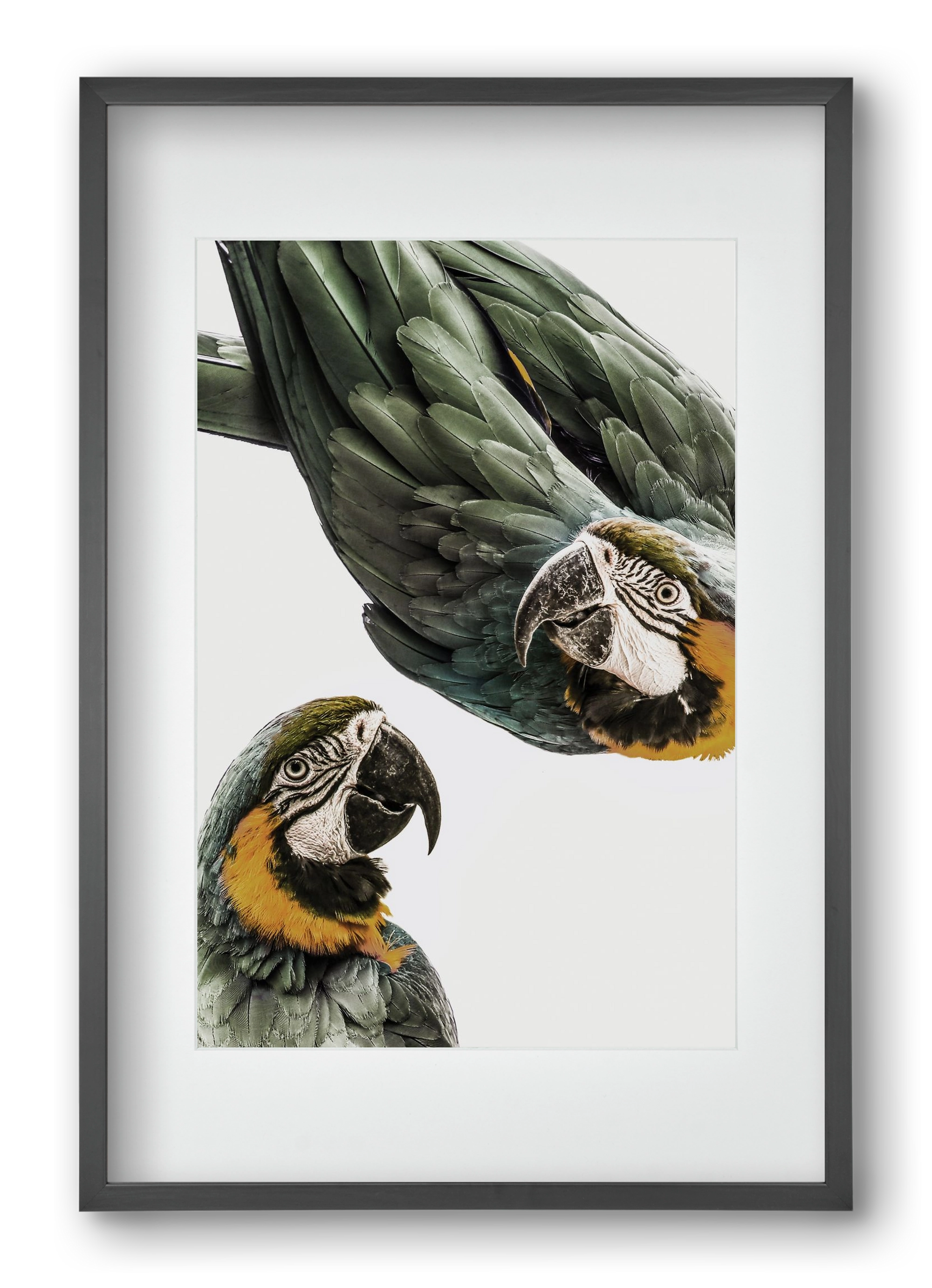 Amazonia, 40x60 cm (30x45 cm), Fekete keret, paszpartuval