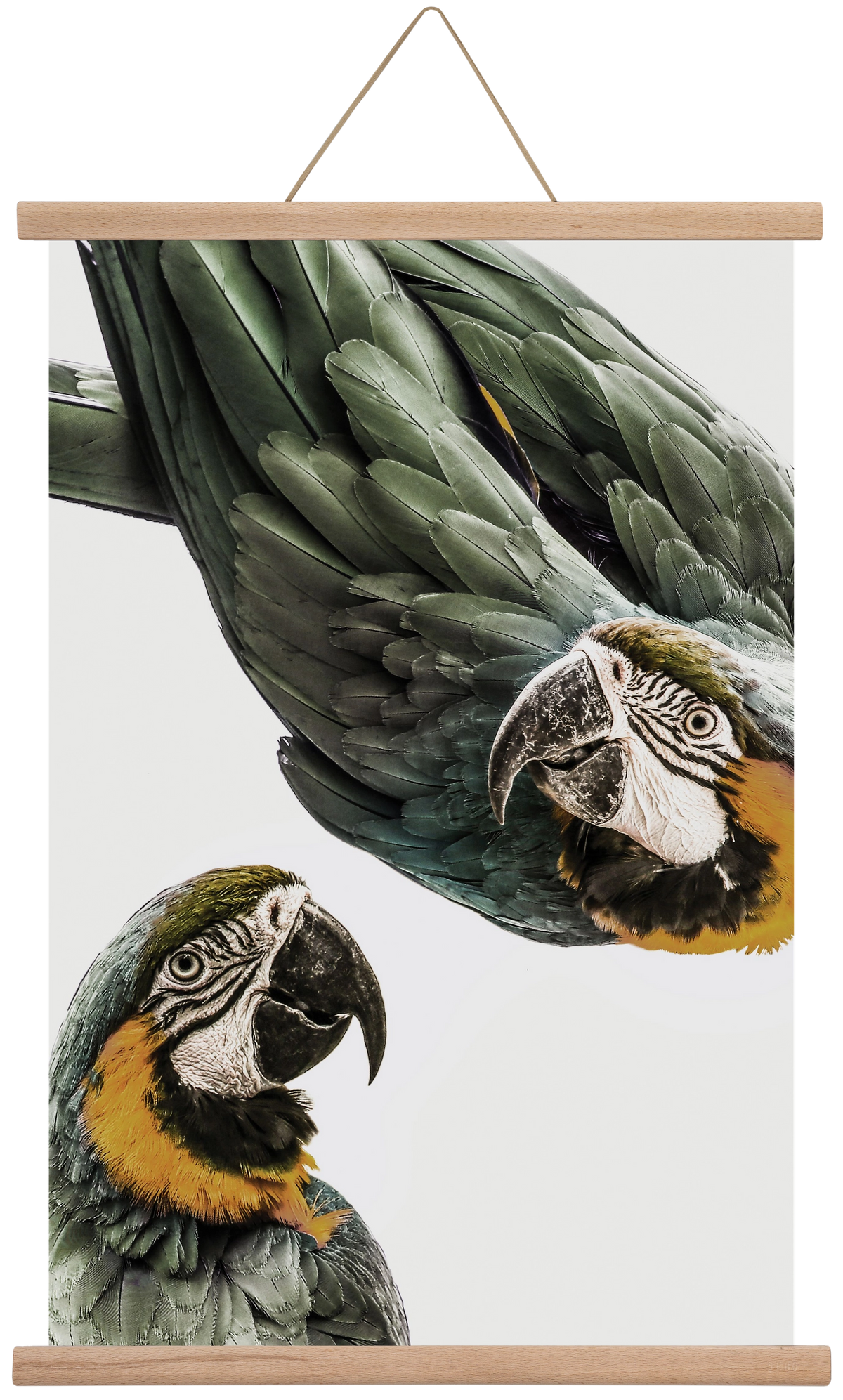 Amazonia, 40x60 cm (40x60 cm), Tölgy akasztó