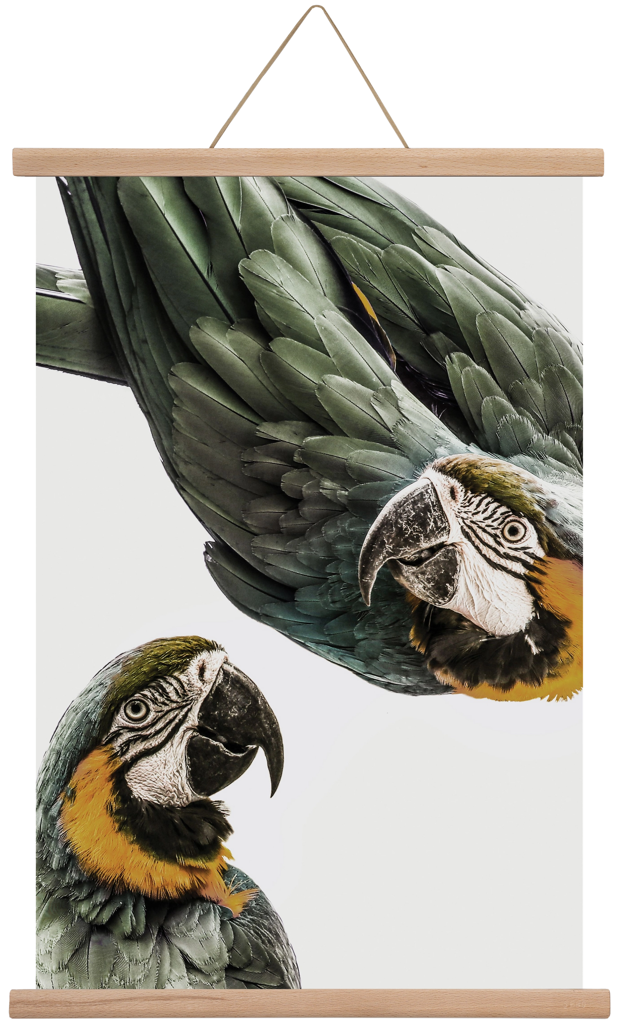 Amazonia, 40x60 cm (40x60 cm), Tölgy akasztó