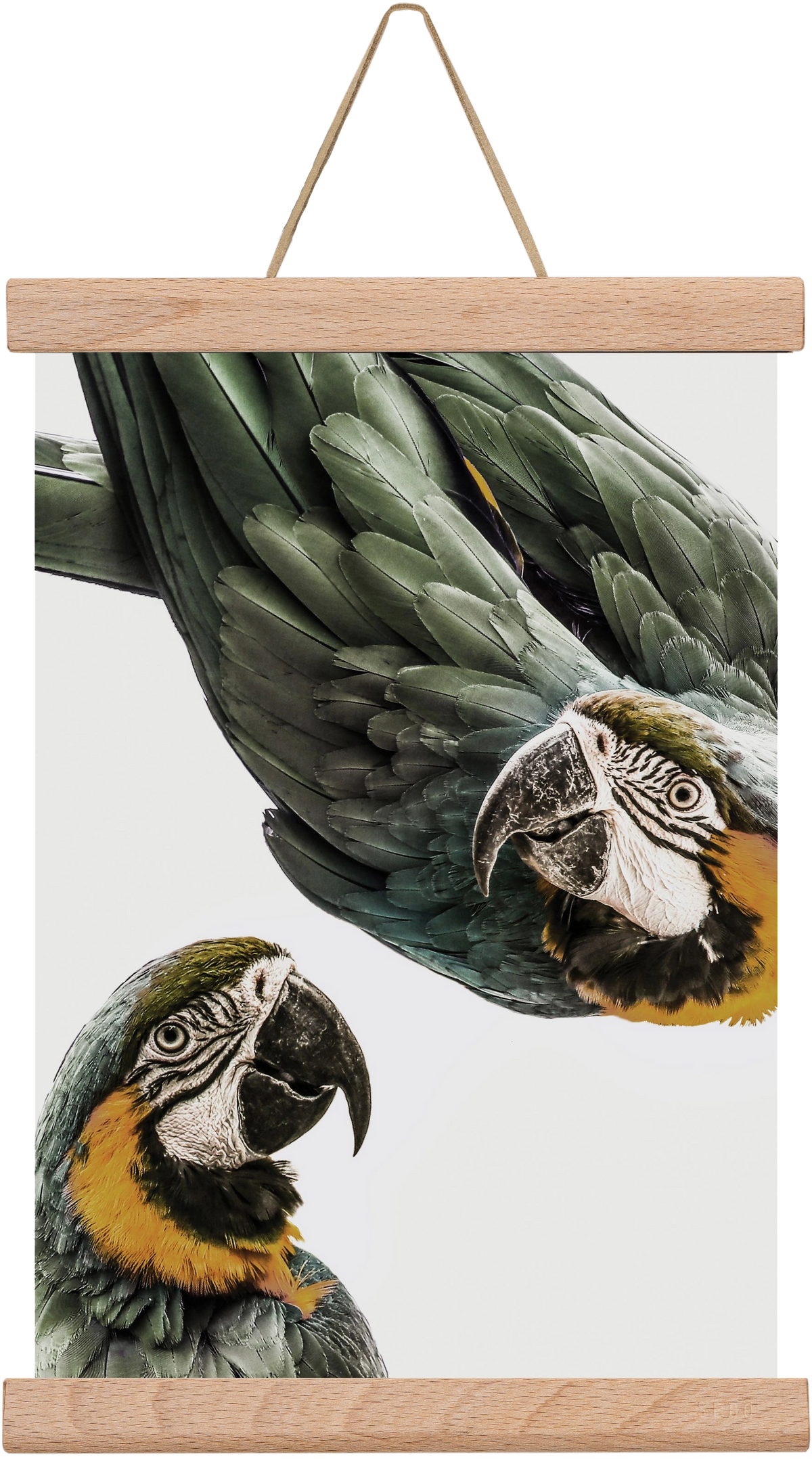 Amazonia, 20x30 cm (20x30 cm), Tölgy akasztó