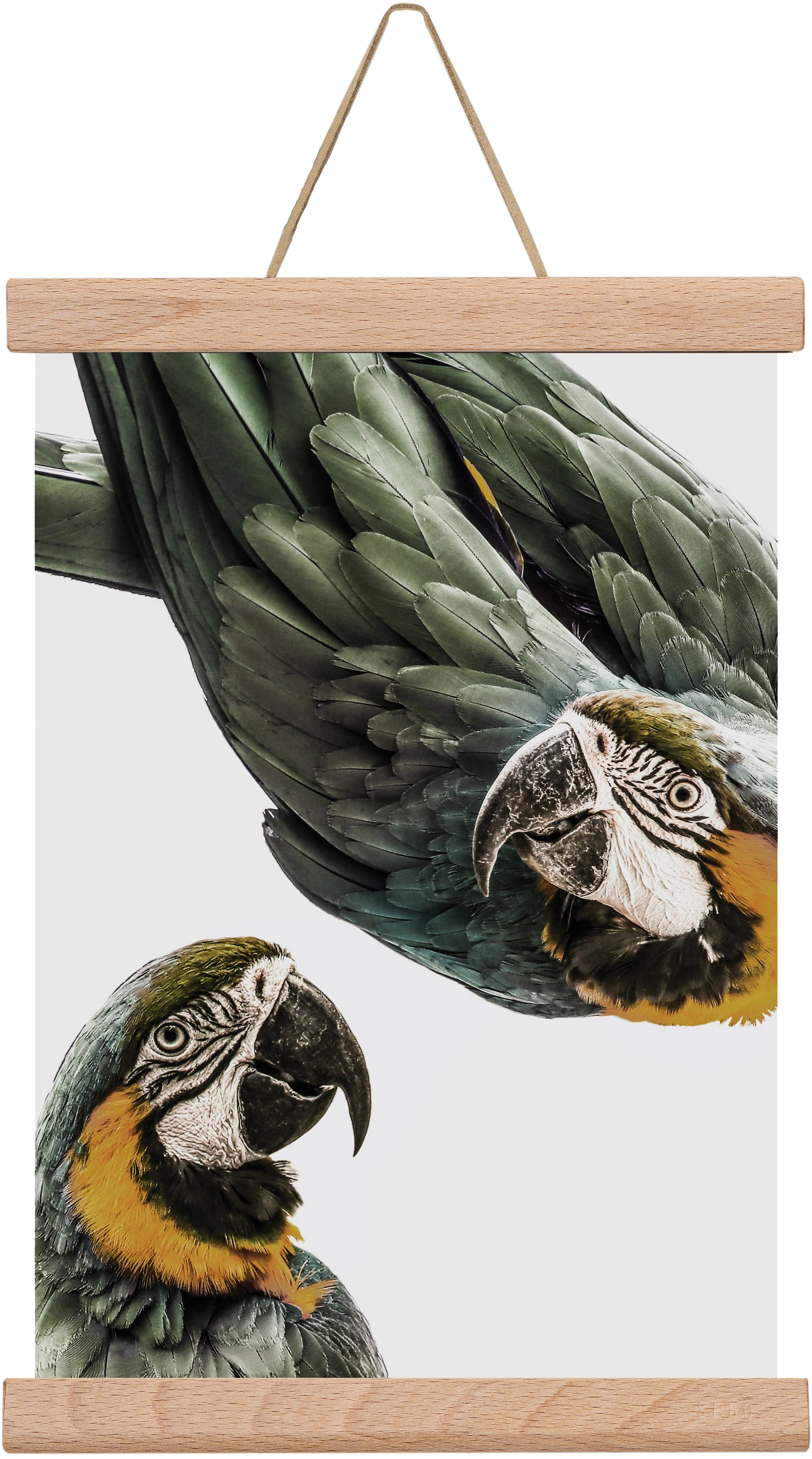 Amazonia, 20x30 cm (20x30 cm), Tölgy akasztó