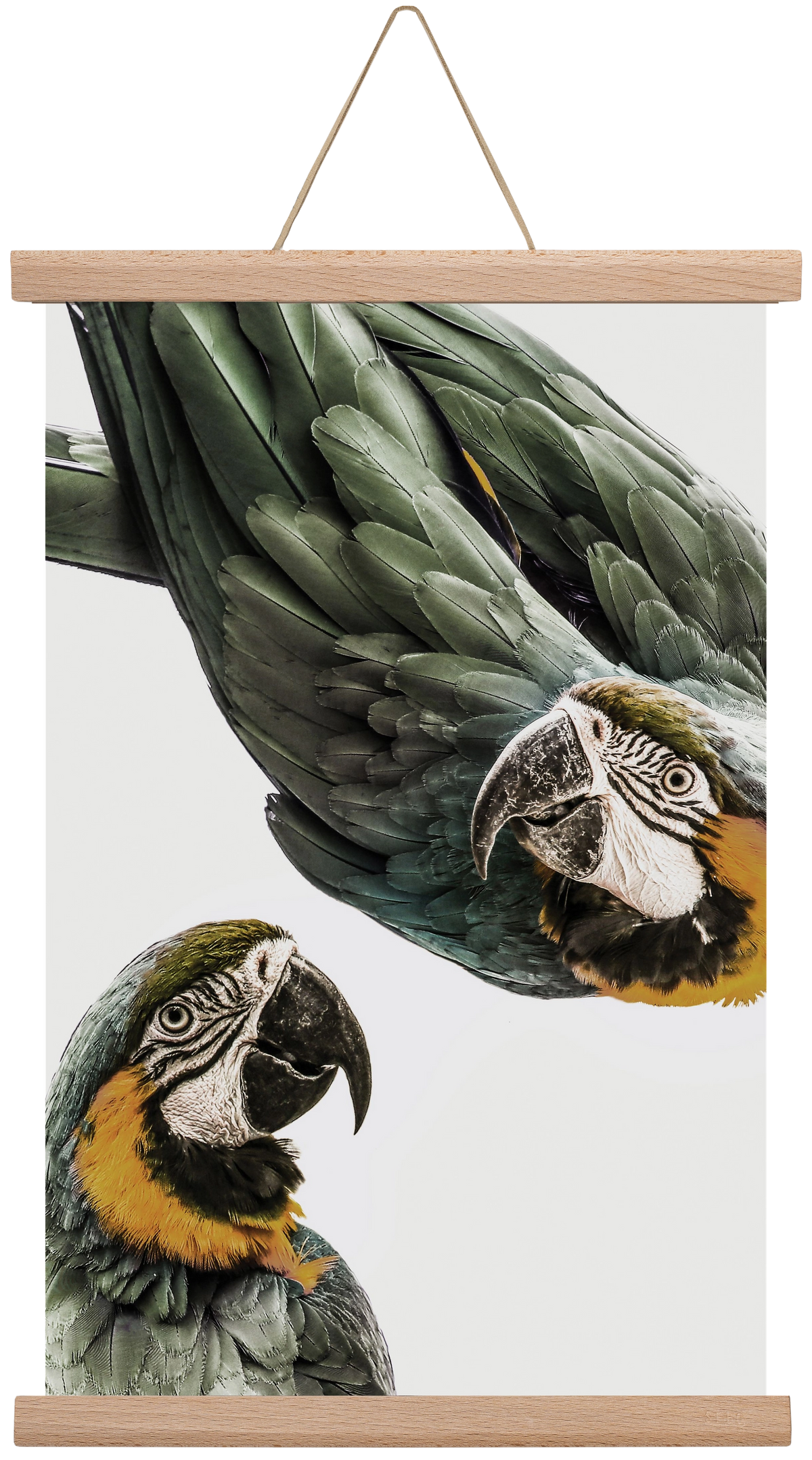 Amazonia, 30x45 cm (30x45 cm), Tölgy akasztó