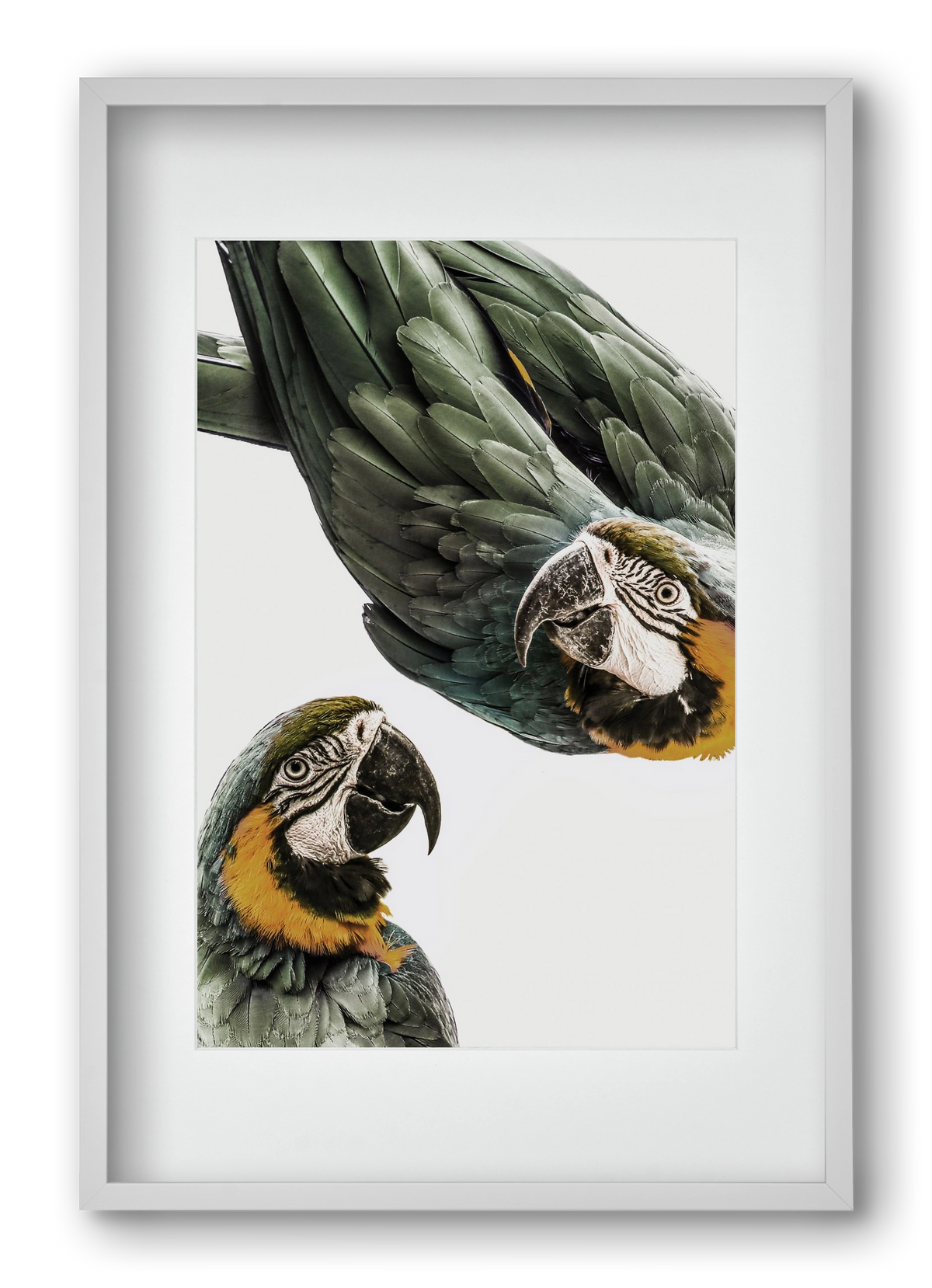 Amazonia, 40x60 cm (30x45 cm), Fehér keret, paszpartuval