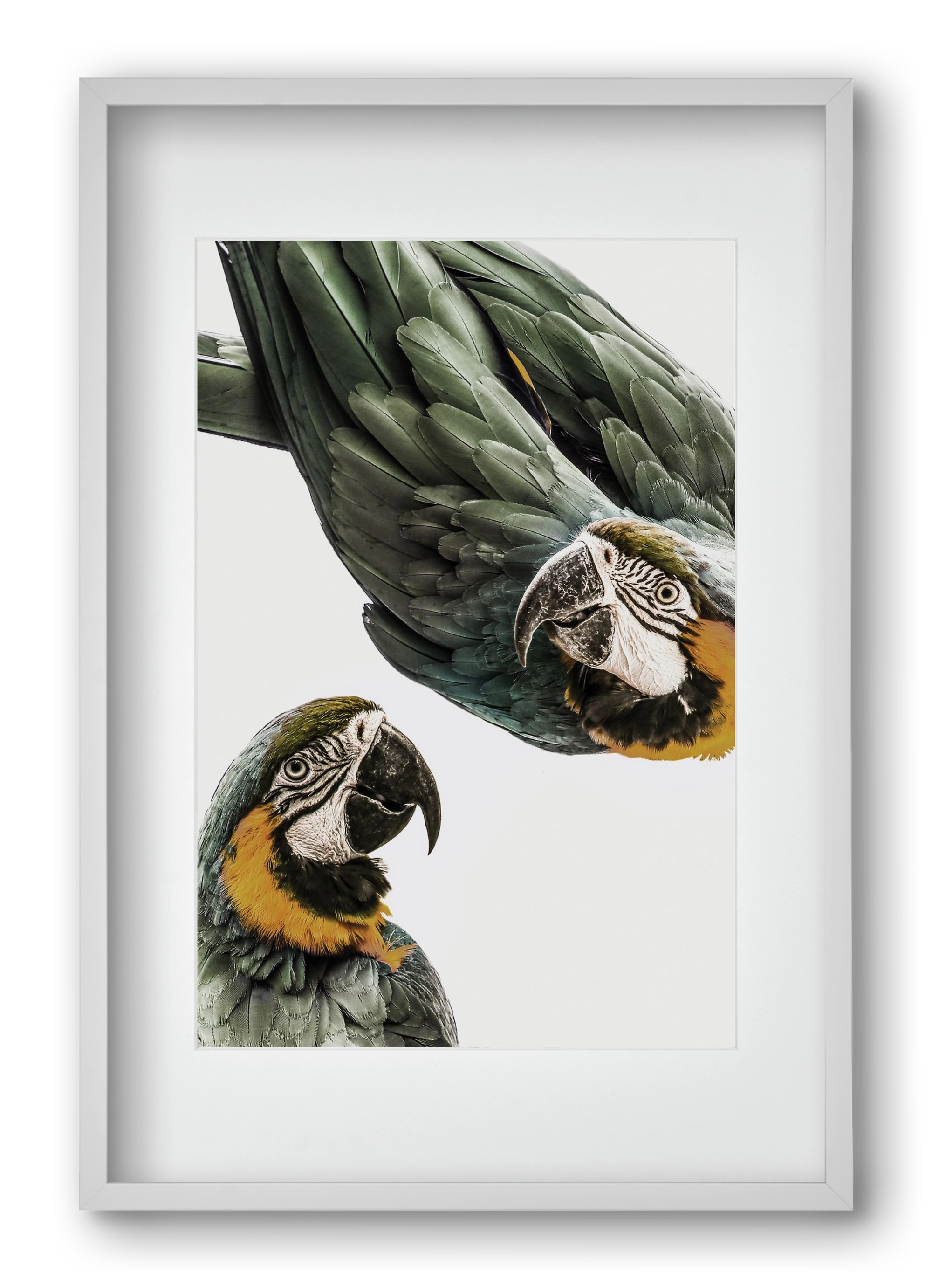 Amazonia, 40x60 cm (30x45 cm), Fehér keret, paszpartuval