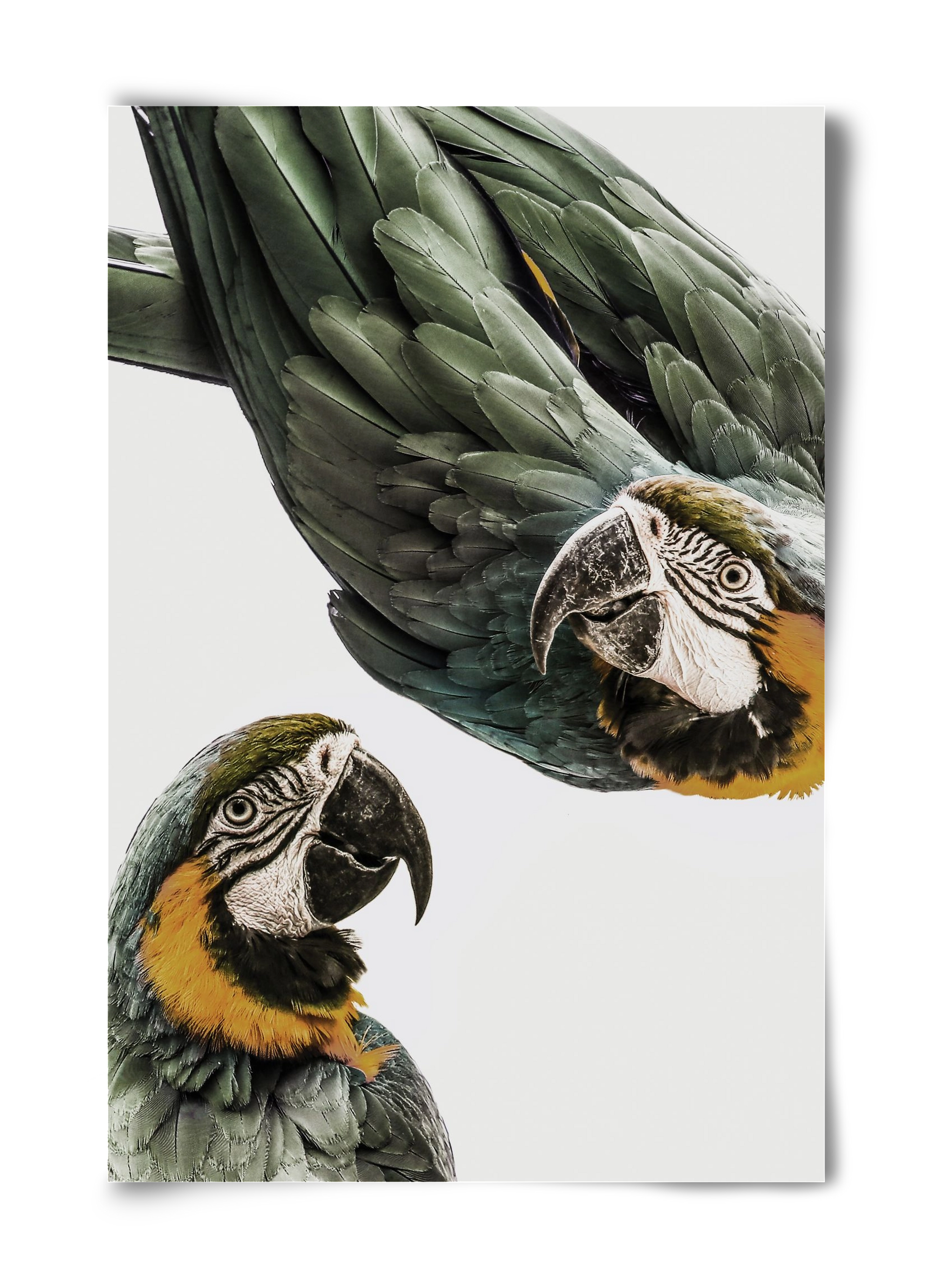 Amazonia, 40x60 cm, Keret nélkül