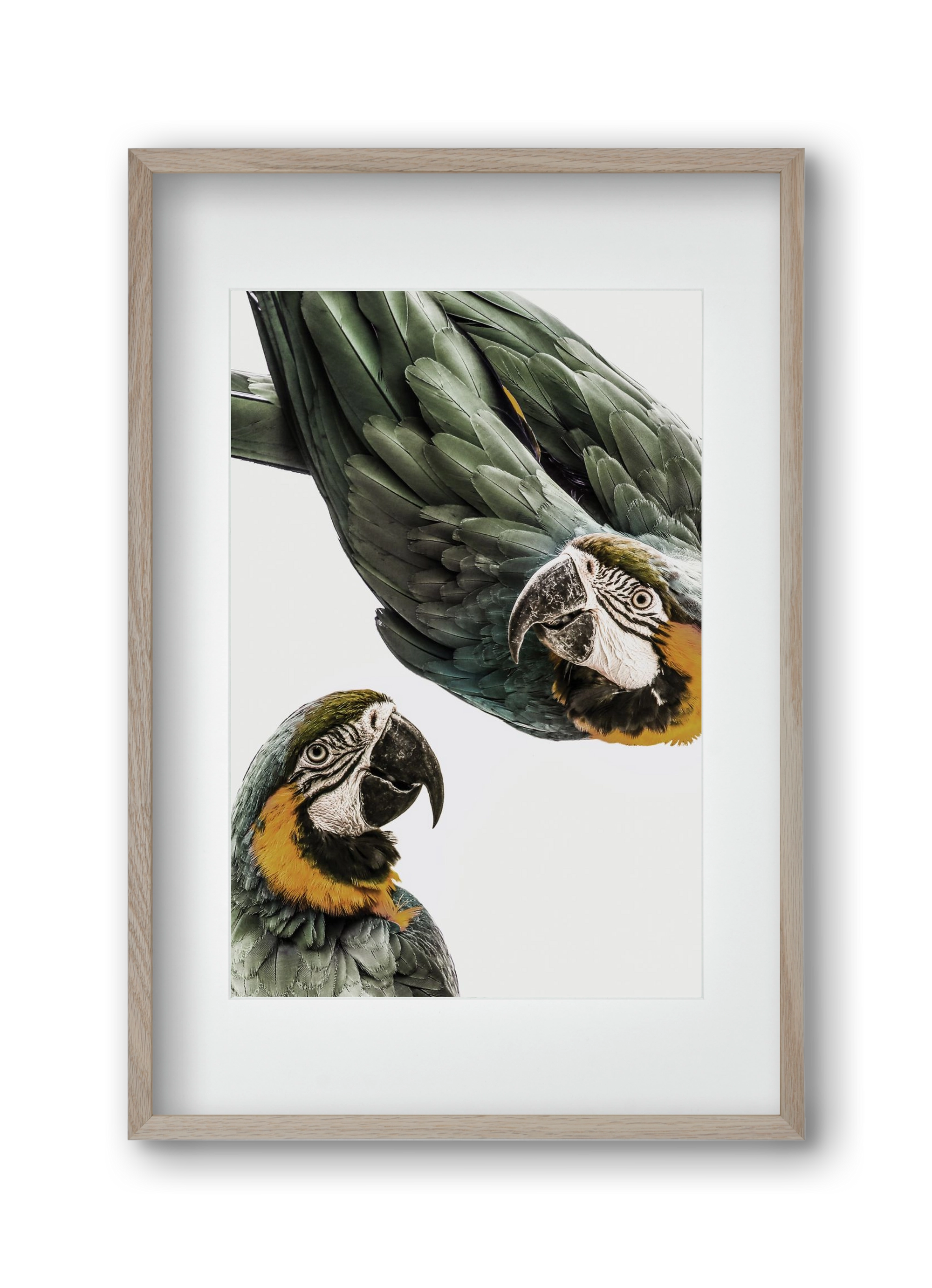 Amazonia, 30x45 cm (20x30 cm), Tölgy keret, paszpartuval