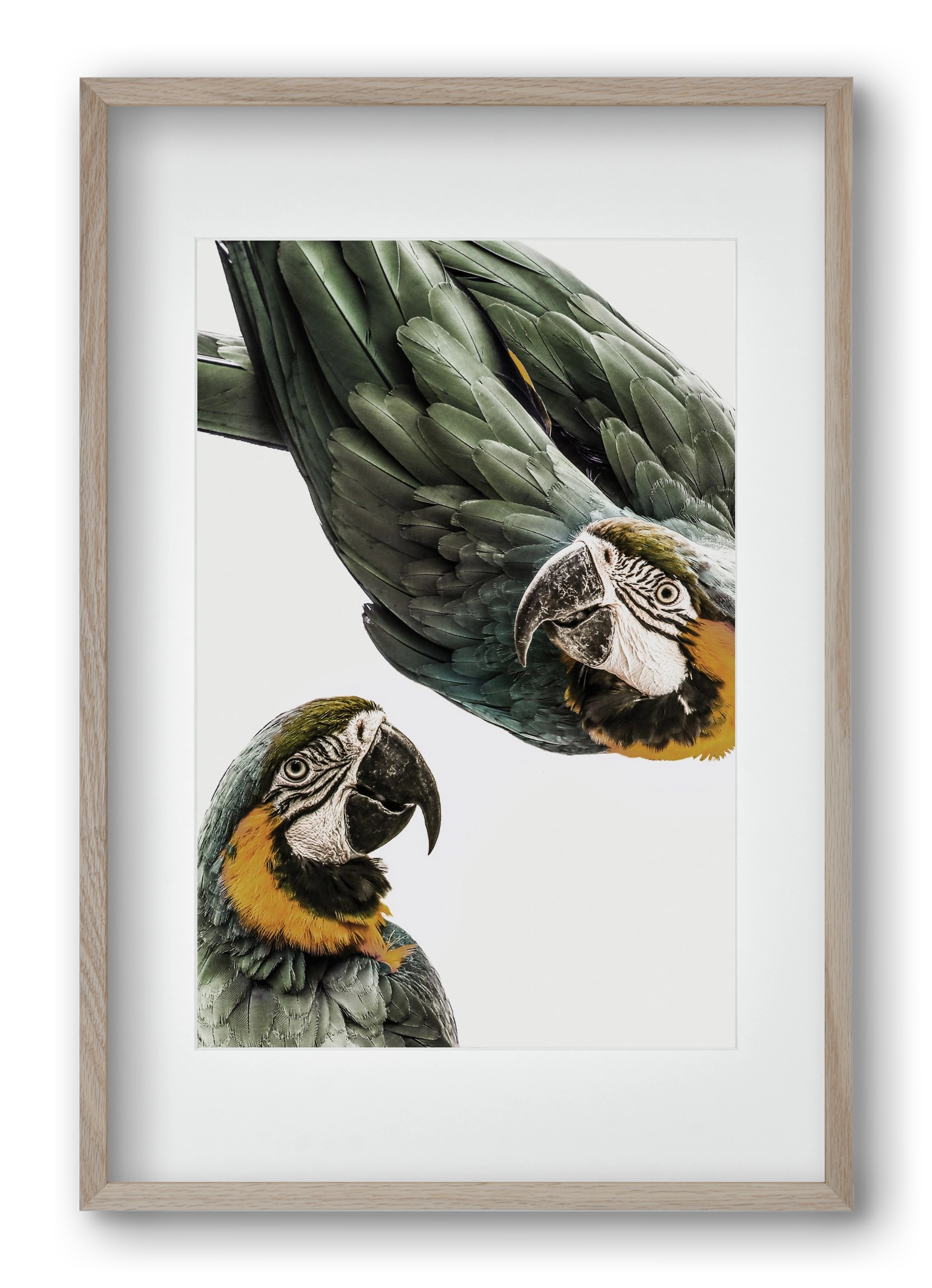 Amazonia, 40x60 cm (30x45 cm), Tölgy keret, paszpartuval