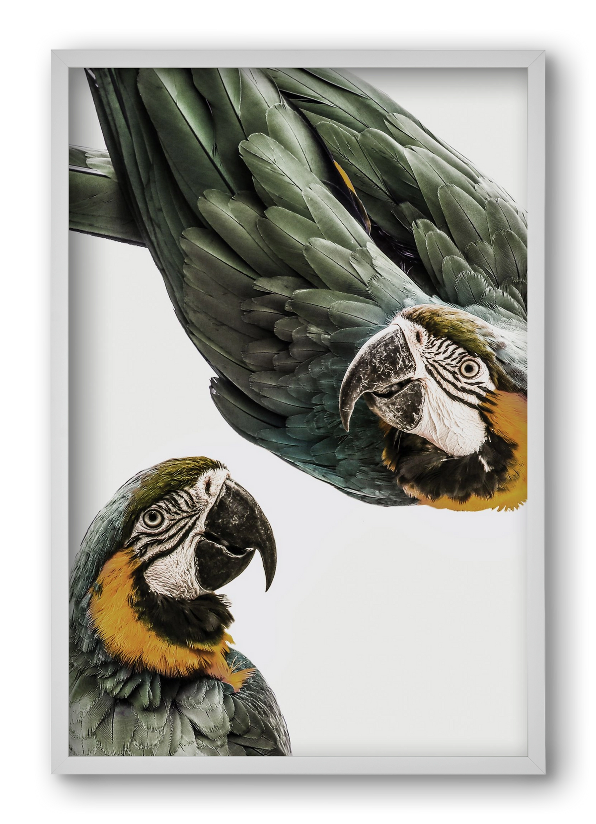 Amazonia, 40x60 cm (40x60 cm), Fehér keret