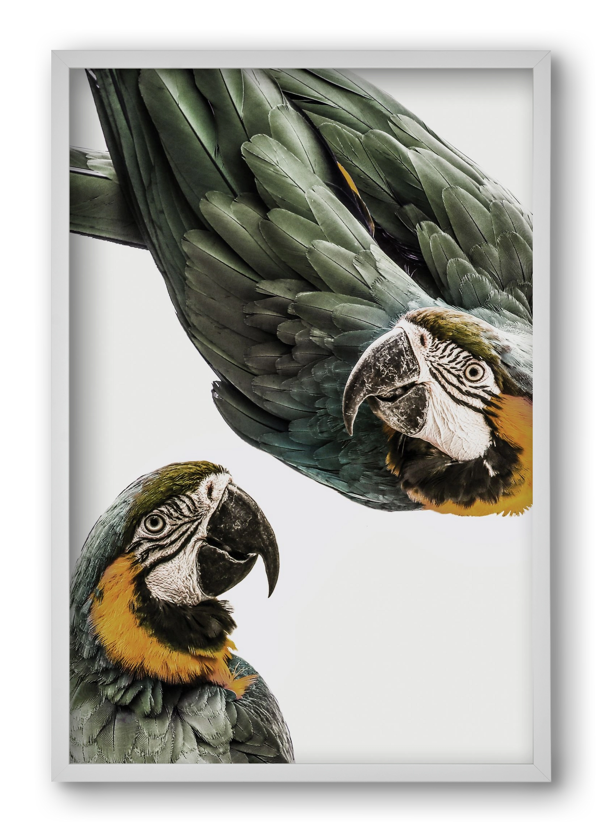 Amazonia, 40x60 cm (40x60 cm), Fehér keret