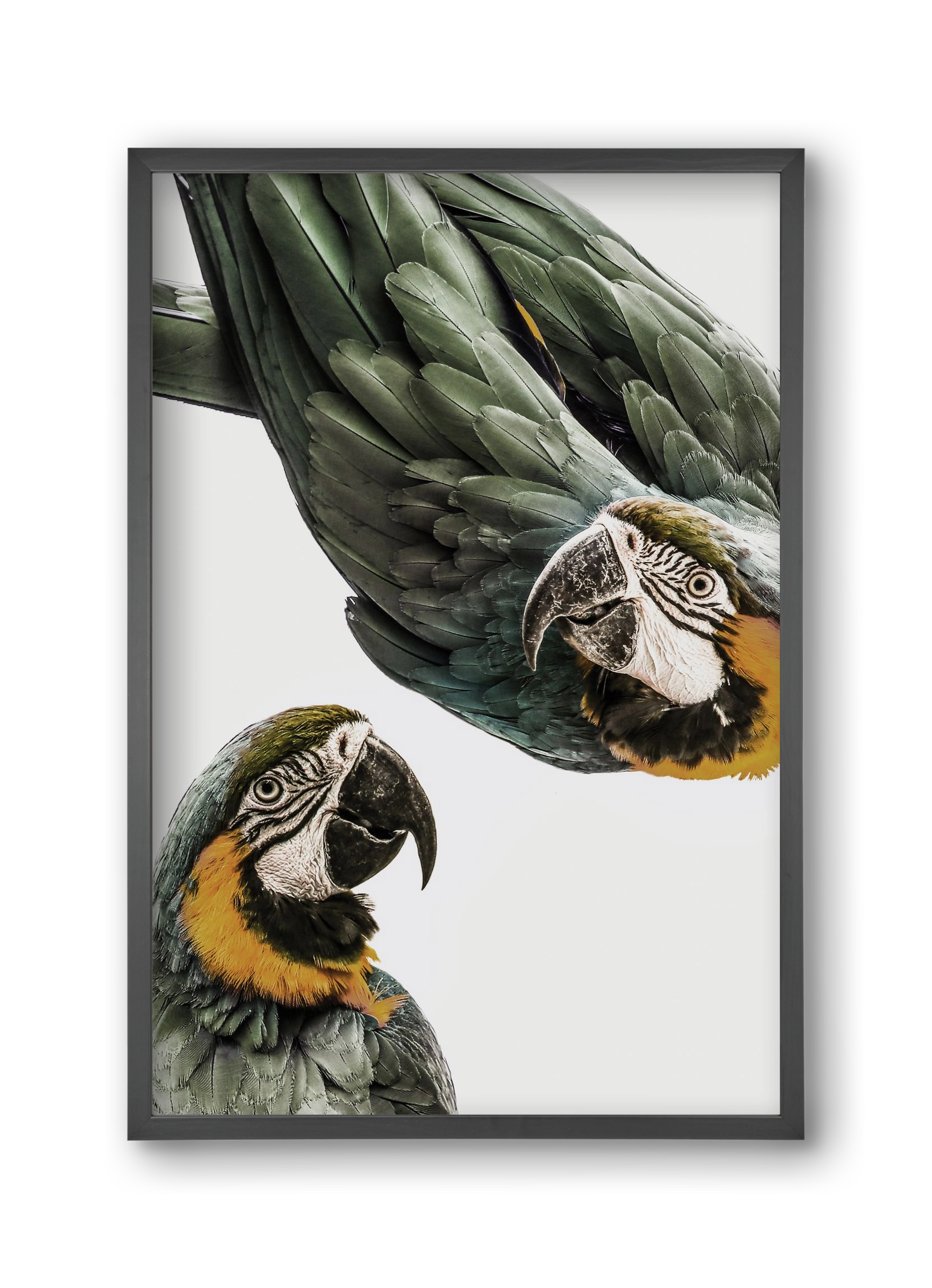 Amazonia, 30x45 cm (30x45 cm), Fekete keret