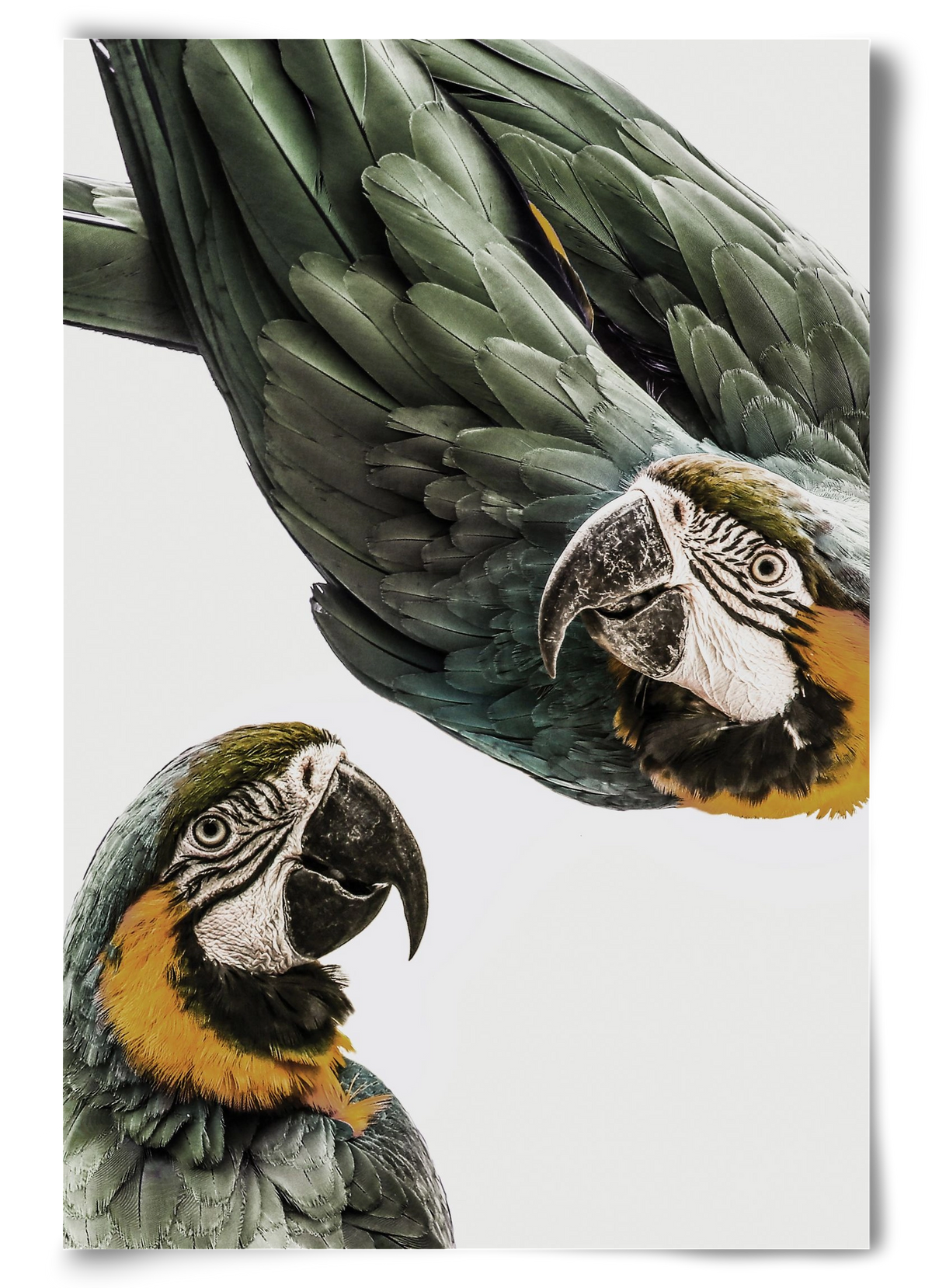 Amazonia, 60x90 cm, Keret nélkül