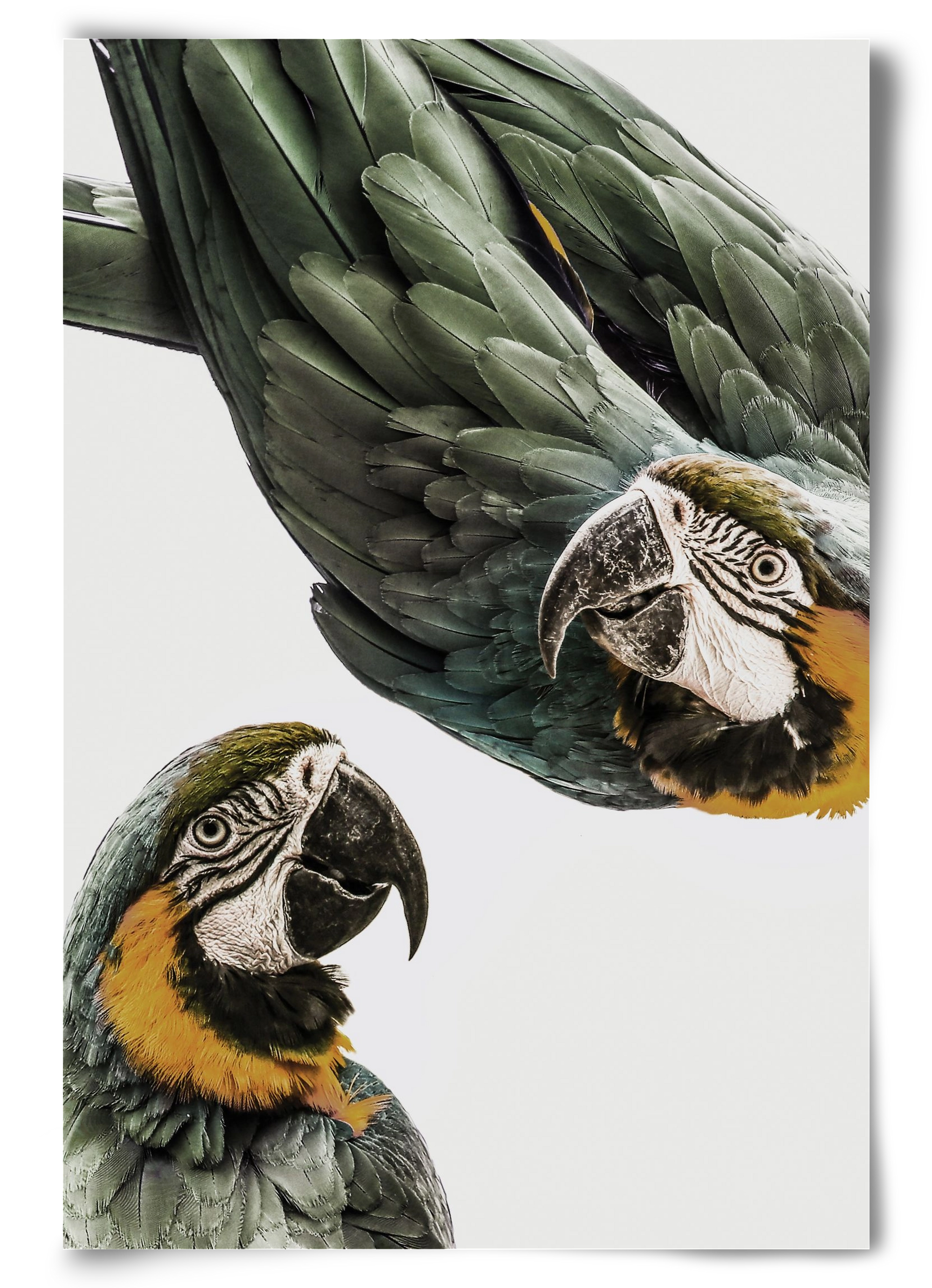 Amazonia, 60x90 cm, Keret nélkül