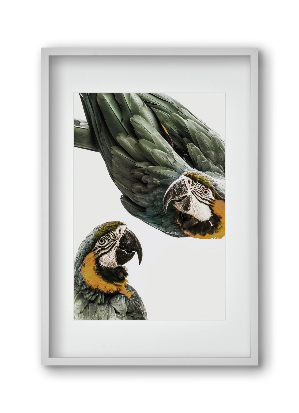 Amazonia, 30x45 cm (20x30 cm), Fehér keret, paszpartuval