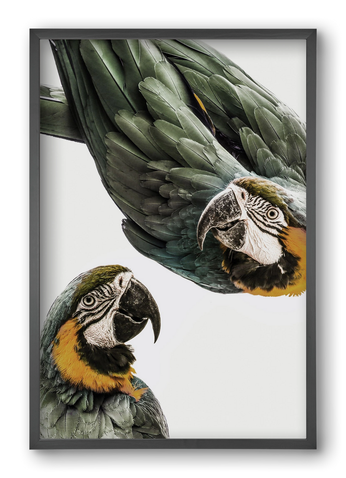 Amazonia, 40x60 cm (40x60 cm), Fekete keret