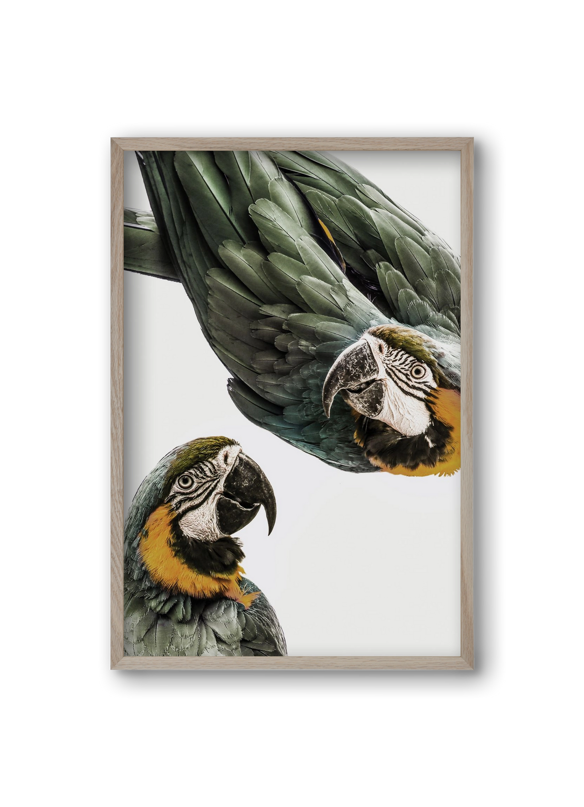 Amazonia, 20x30 cm (20x30 cm), Tölgy keret