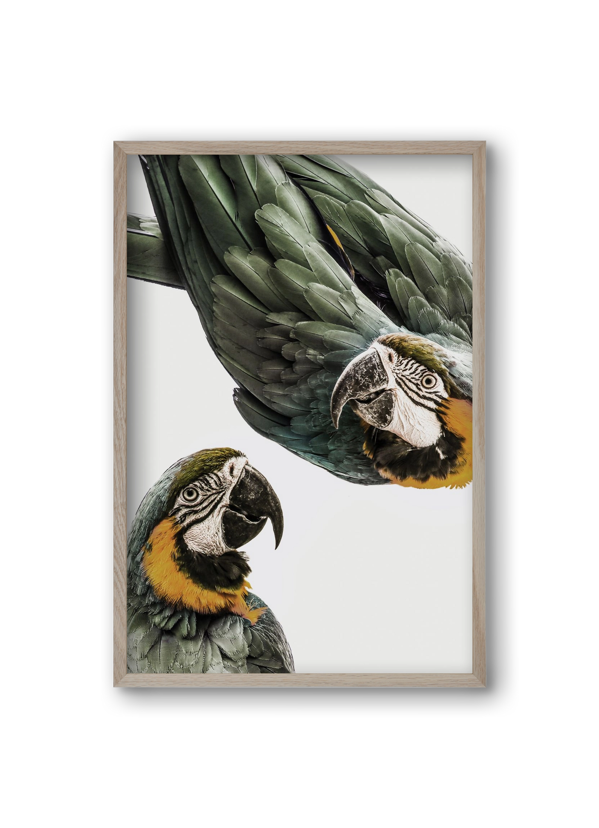 Amazonia, 20x30 cm (20x30 cm), Tölgy keret