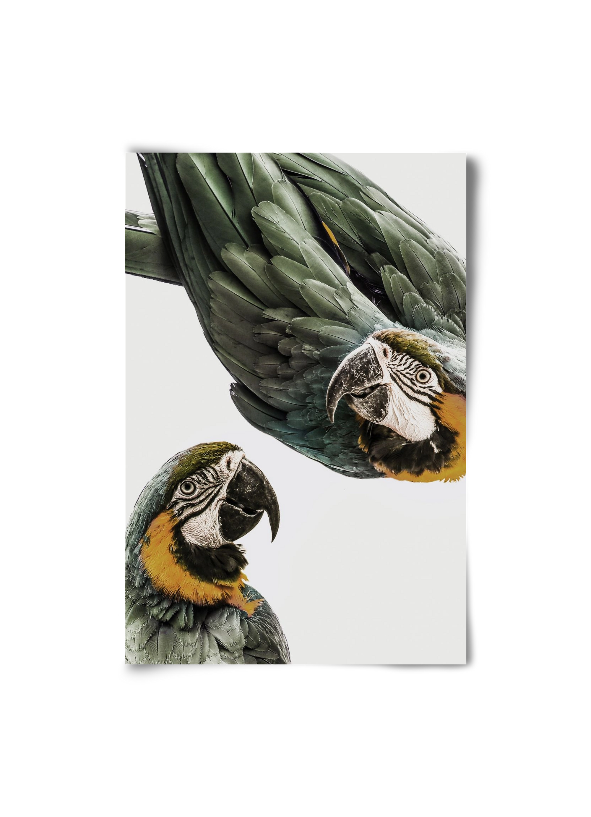 Amazonia, 20x30 cm, Keret nélkül