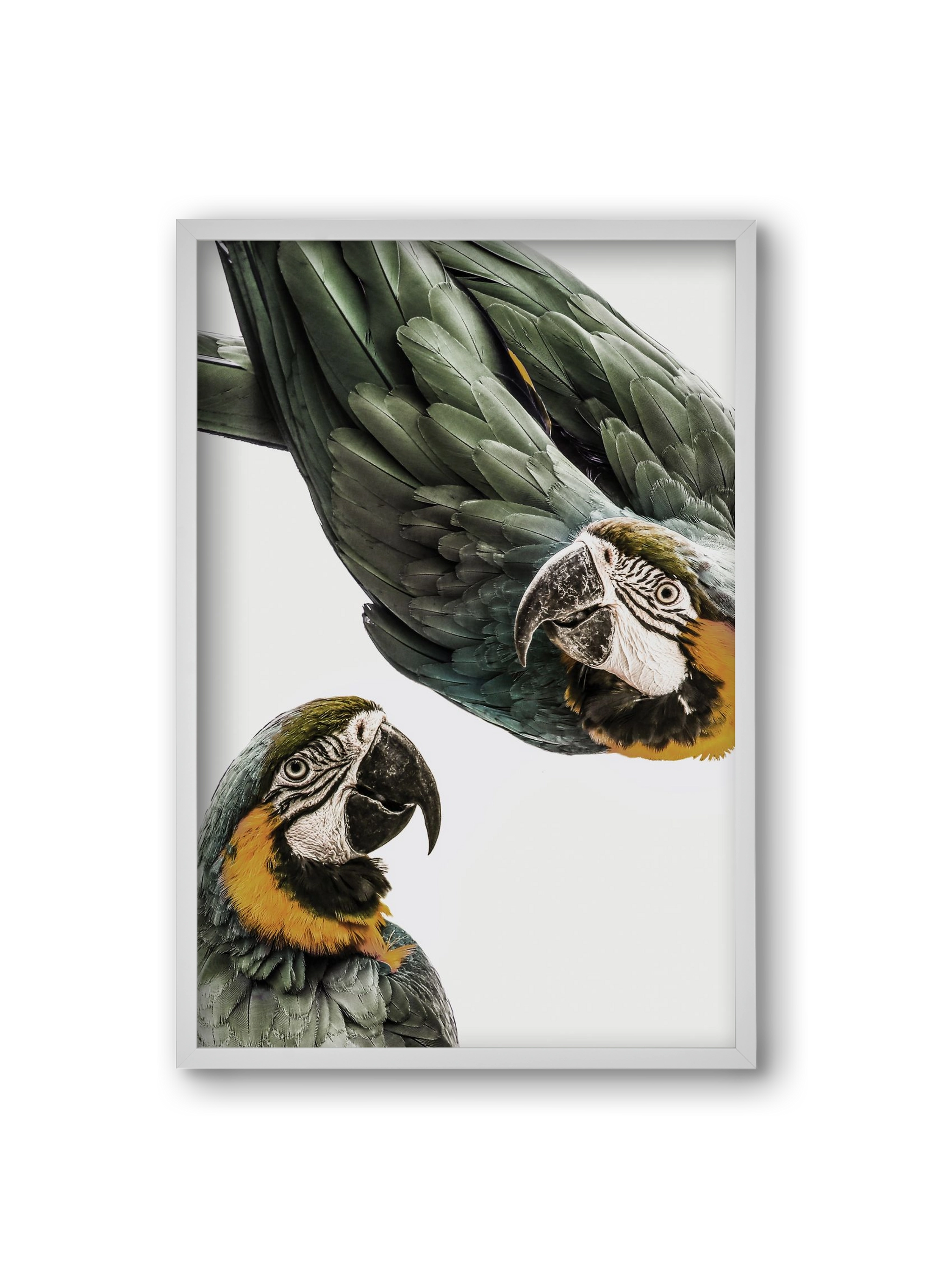 Amazonia, 20x30 cm (20x30 cm), Fehér keret