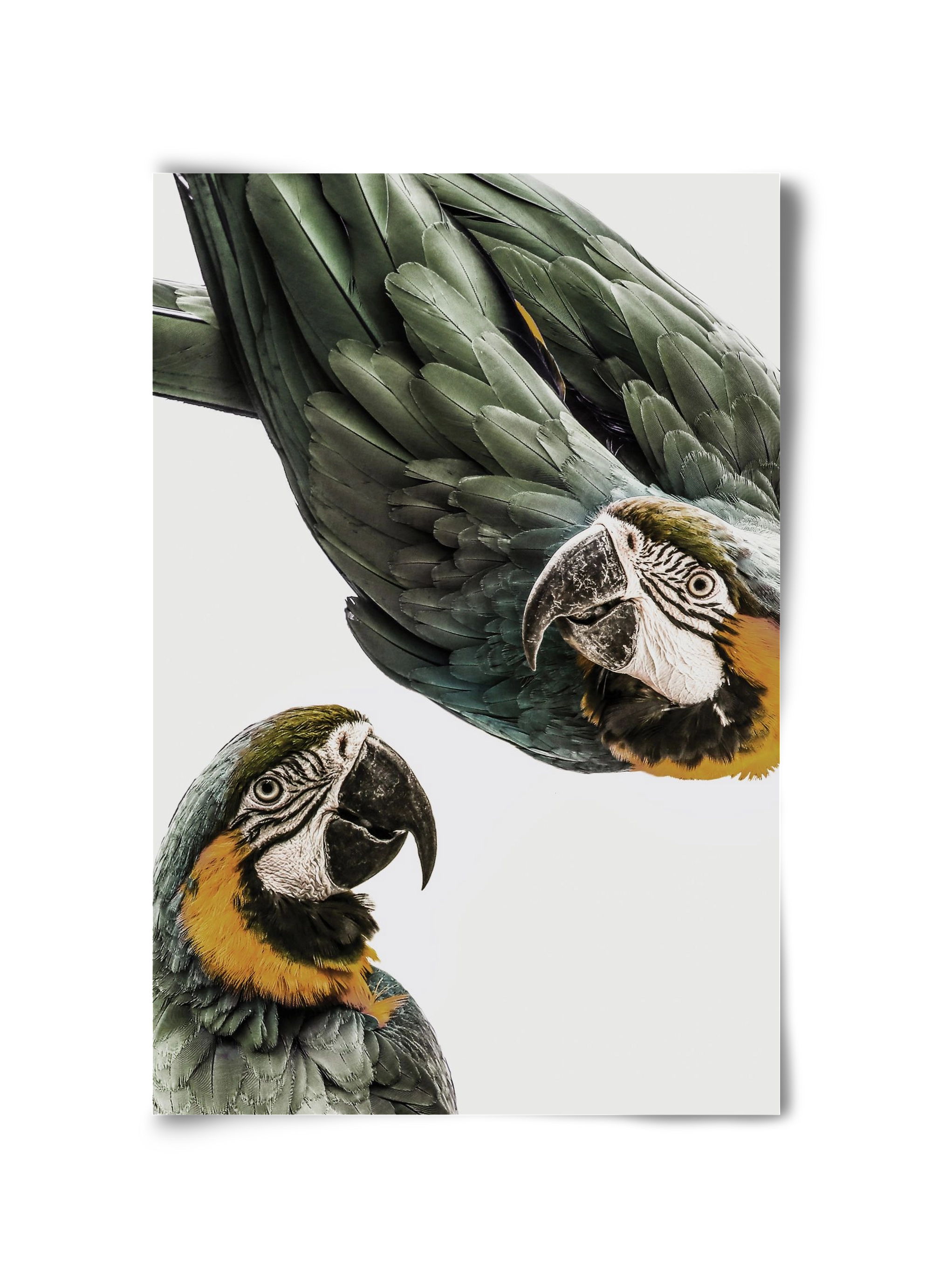 Amazonia, 30x45 cm, Keret nélkül