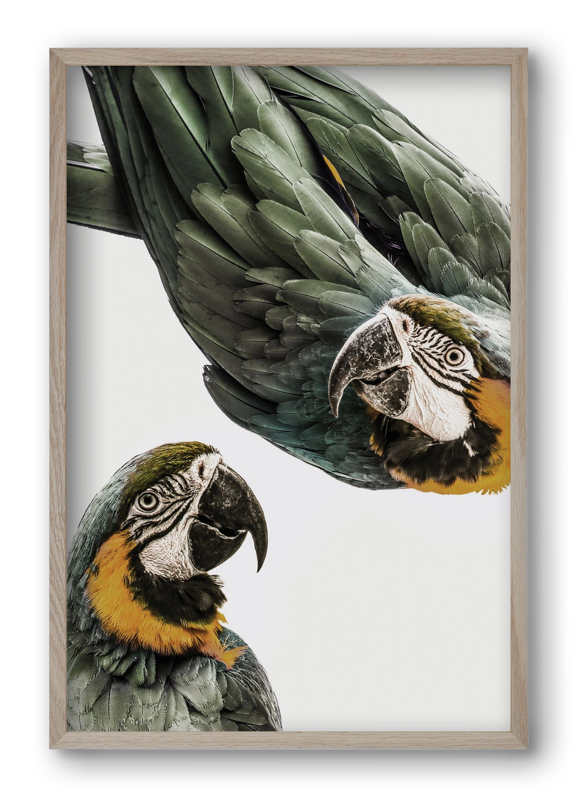 Amazonia, 40x60 cm (40x60 cm), Tölgy keret