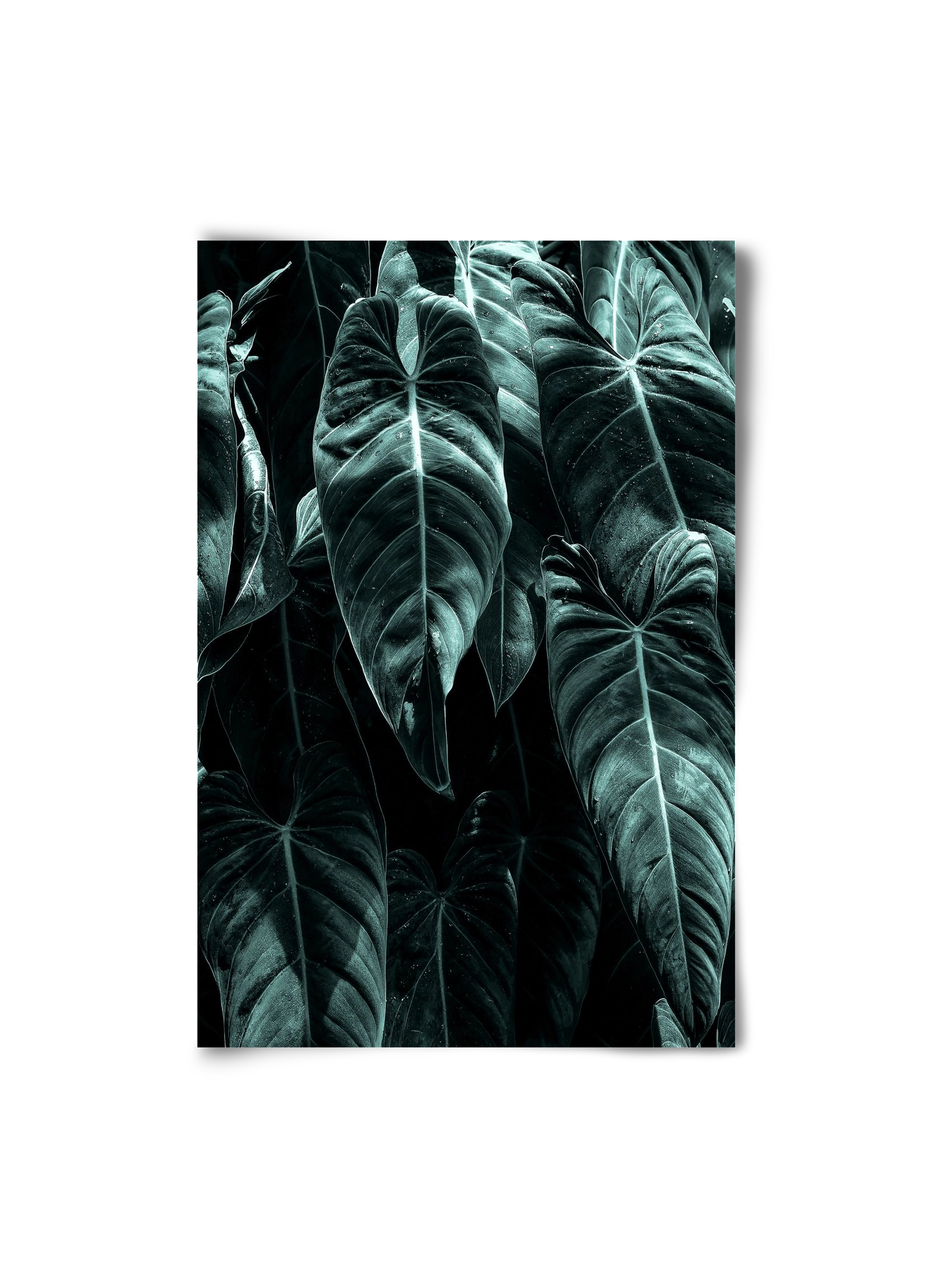 Jungle, 20x30 cm, Keret nélkül