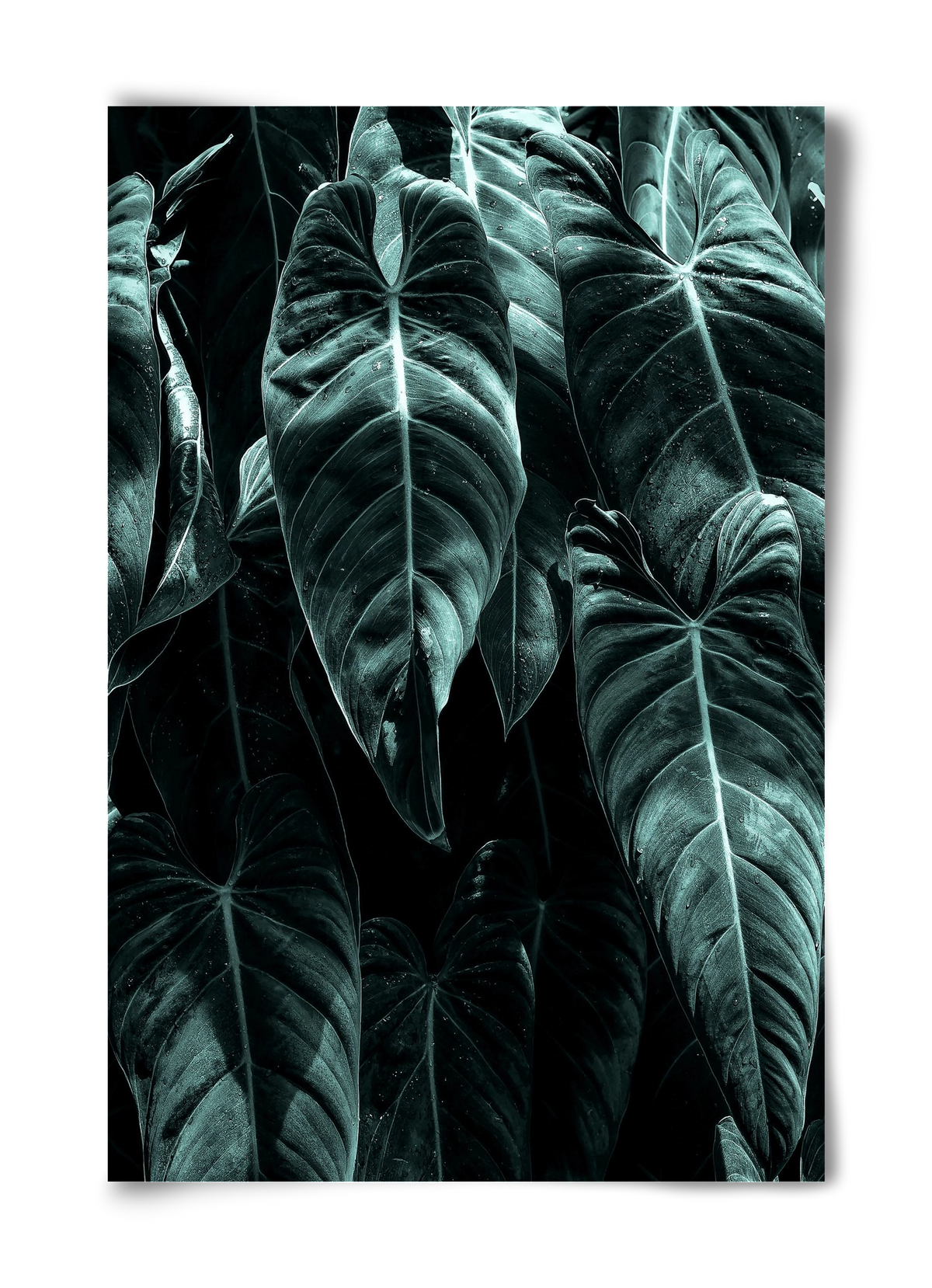 Jungle, 40x60 cm, Keret nélkül