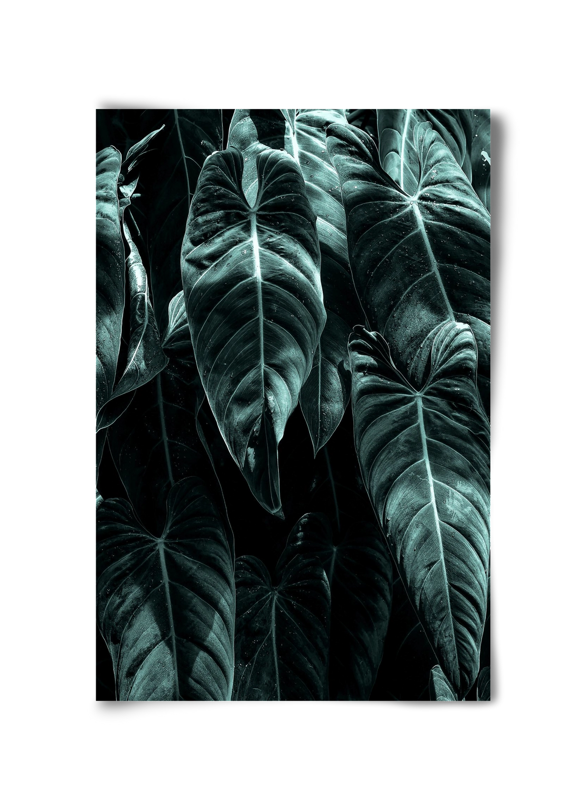 Jungle, 30x45 cm, Keret nélkül