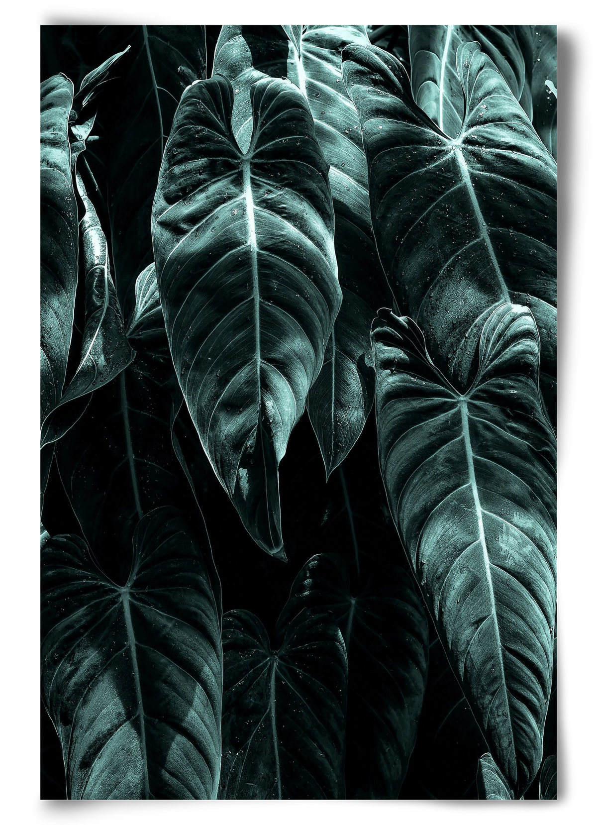 Jungle, 60x90 cm, Keret nélkül