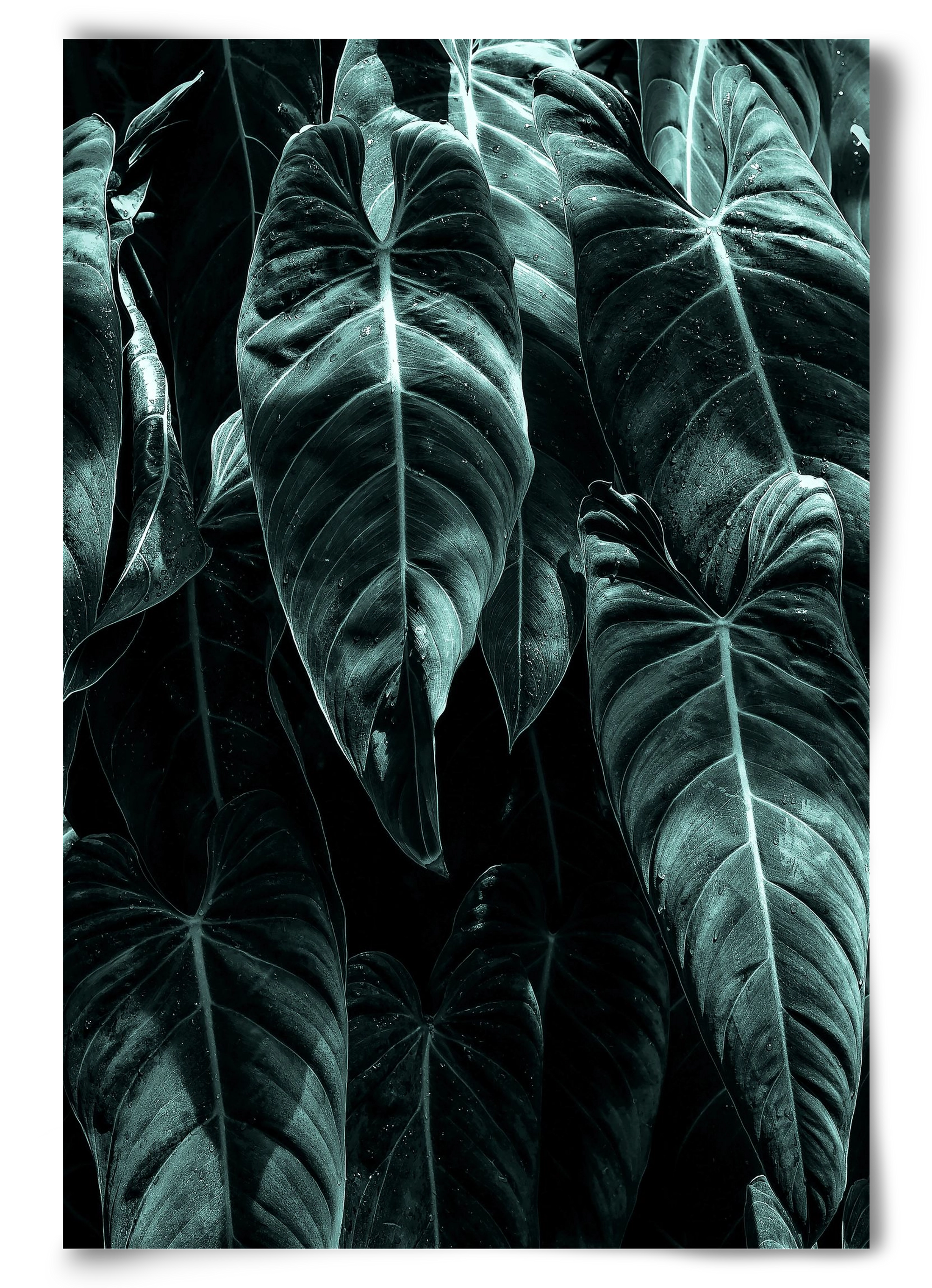 Jungle, 60x90 cm, Keret nélkül