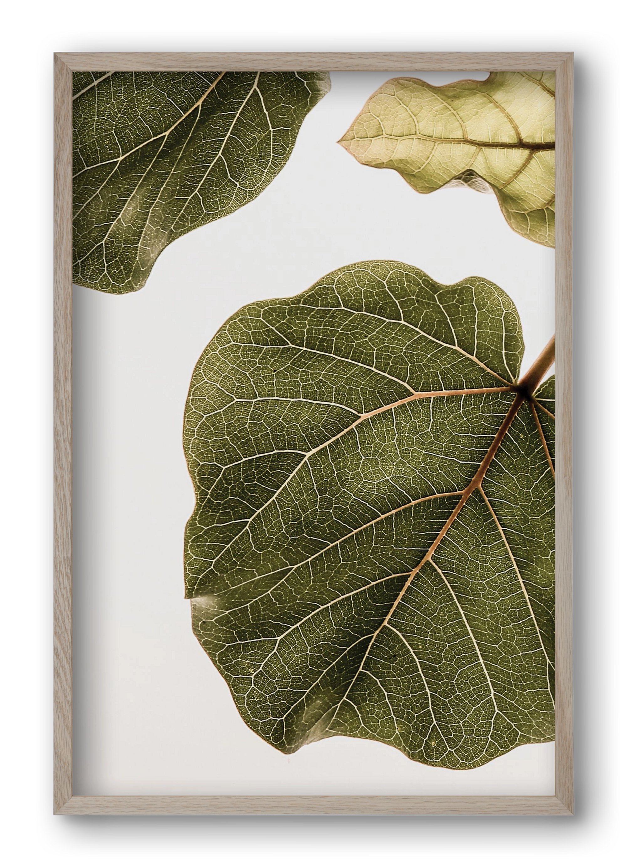 Abutifolia, 40x60 cm (40x60 cm), Tölgy keret